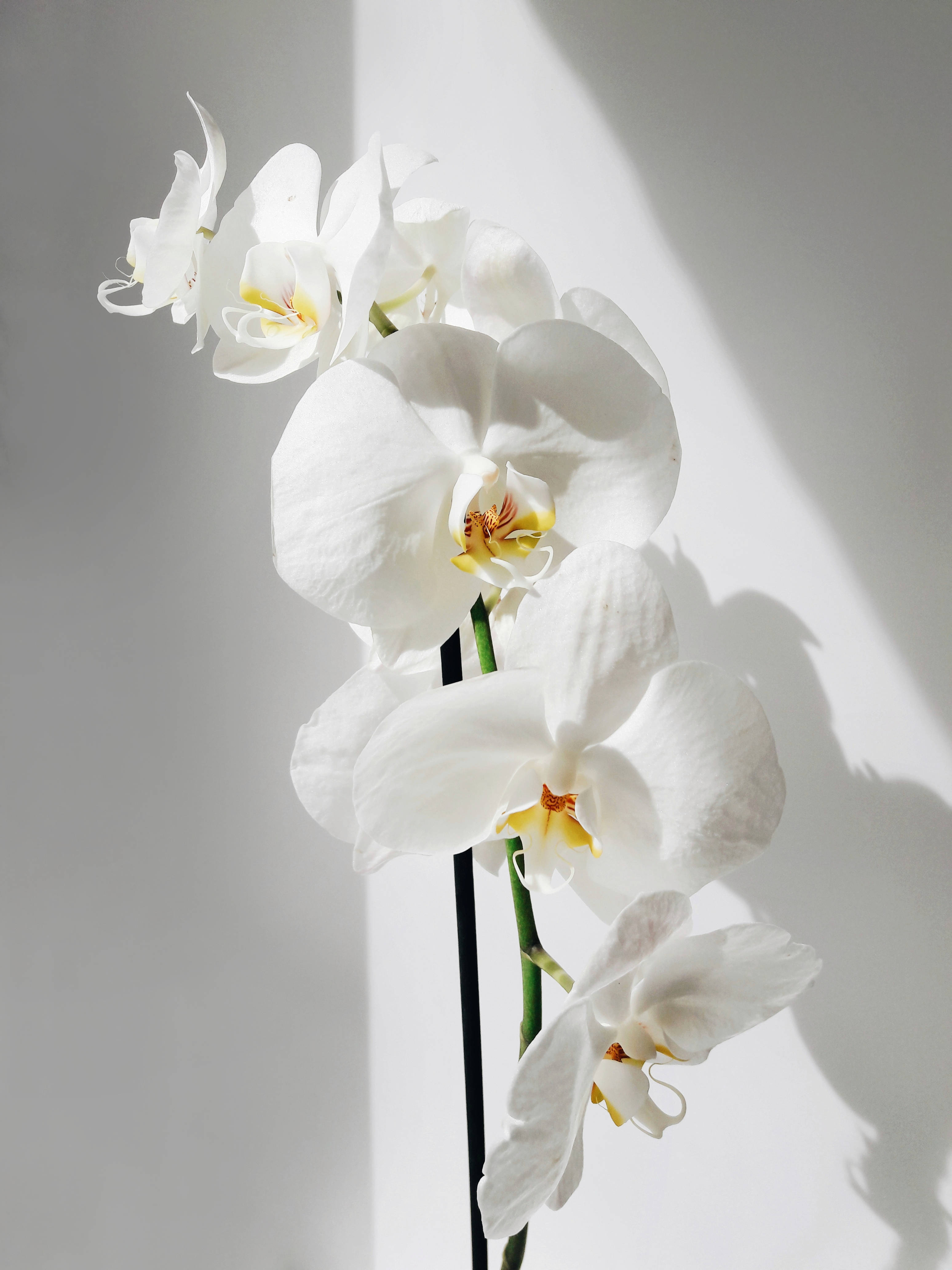 white orchids, yellow centers, soft sunlight, 4K Phone Wallpaper