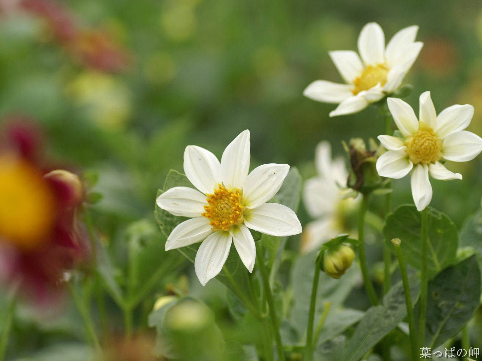 white dahlia, yellow centers, lush green foliage, HD Desktop Wallpaper
