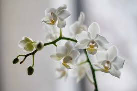 white orchid, delicate white orchid blooms, soft yellow centers, SD Desktop Wallpaper