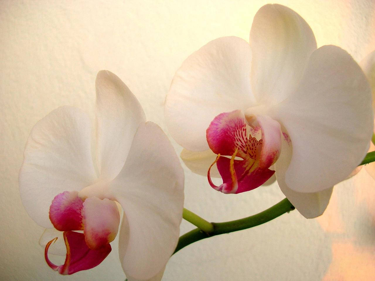 White Orchid, pink center petals, warm textured background, HD Desktop Wallpaper
