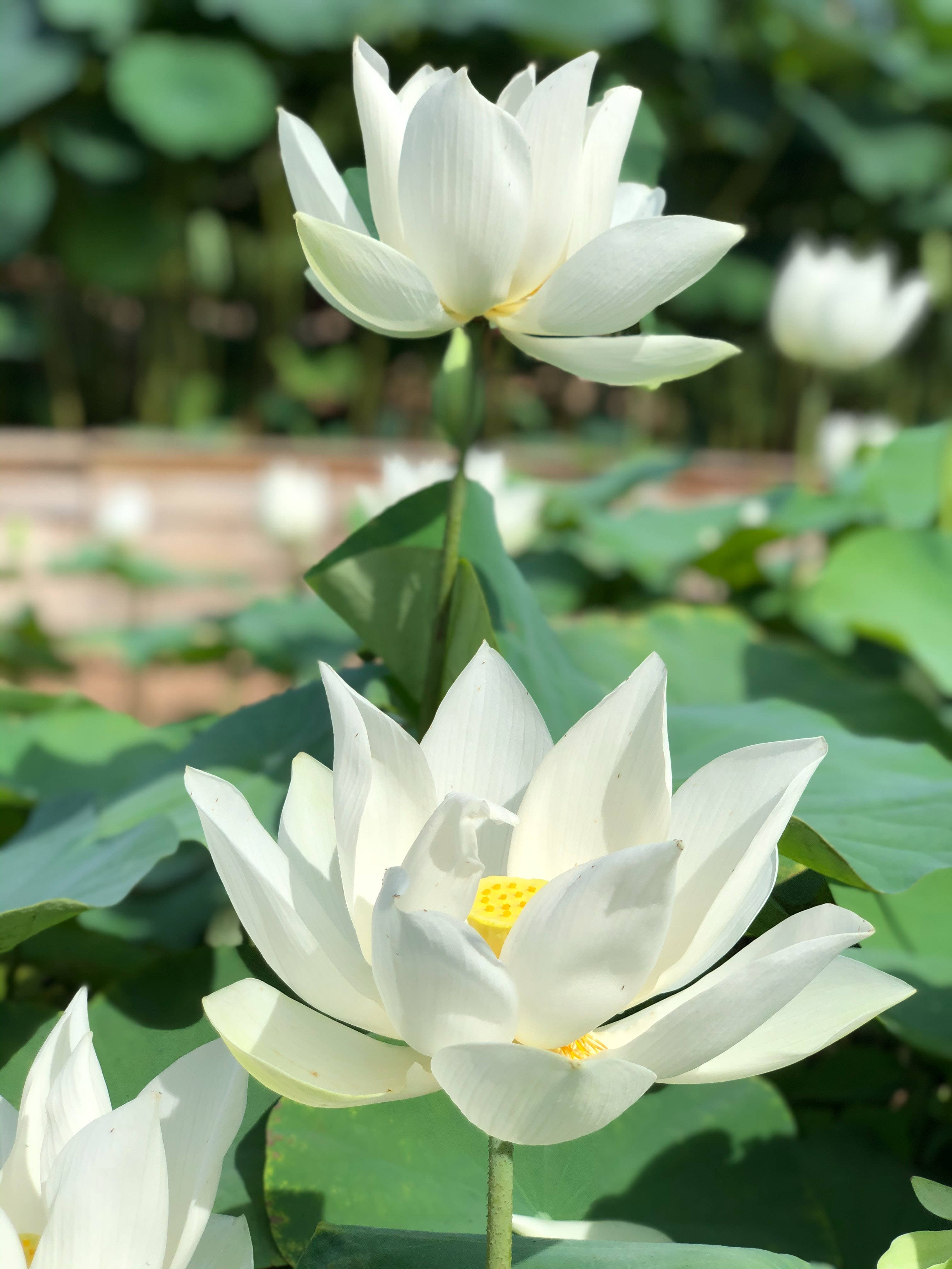 White Lotus Flower, lotus flowers, pristine white, 4K Phone Wallpaper