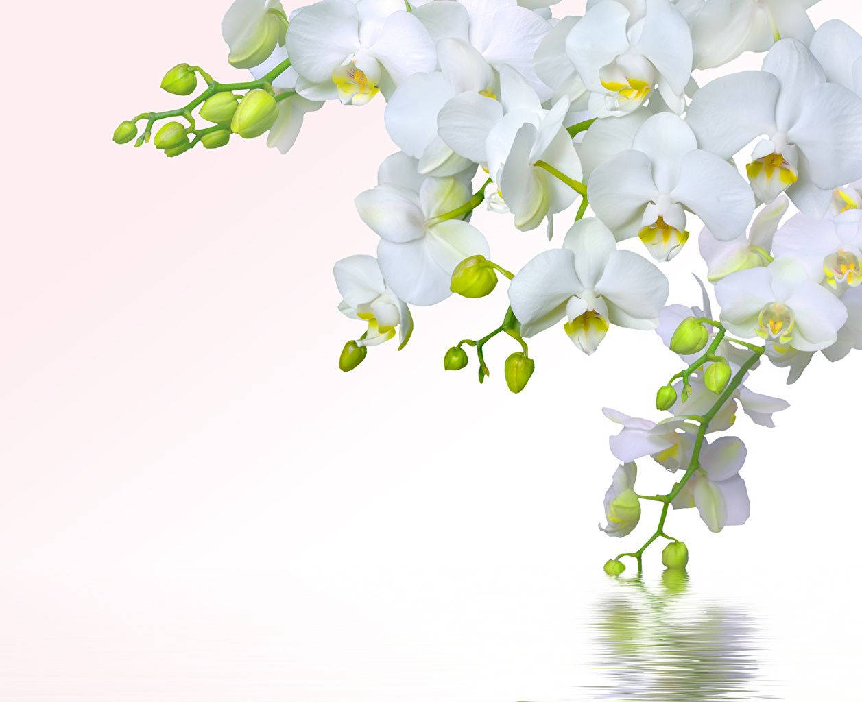 White Orchid, green buds, soft pink gradient background, SD Desktop Wallpaper