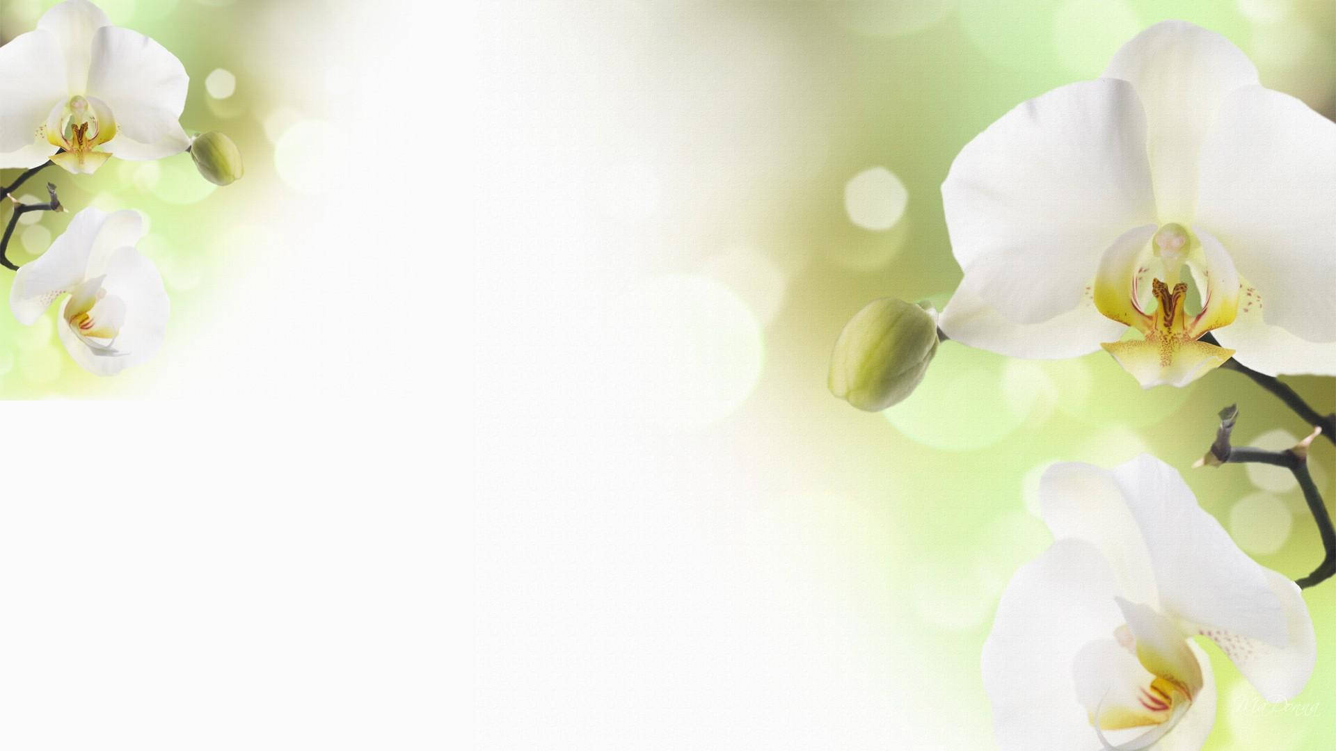 White Orchid, lime green petals, glowing green bokeh background, Full HD Desktop Wallpaper