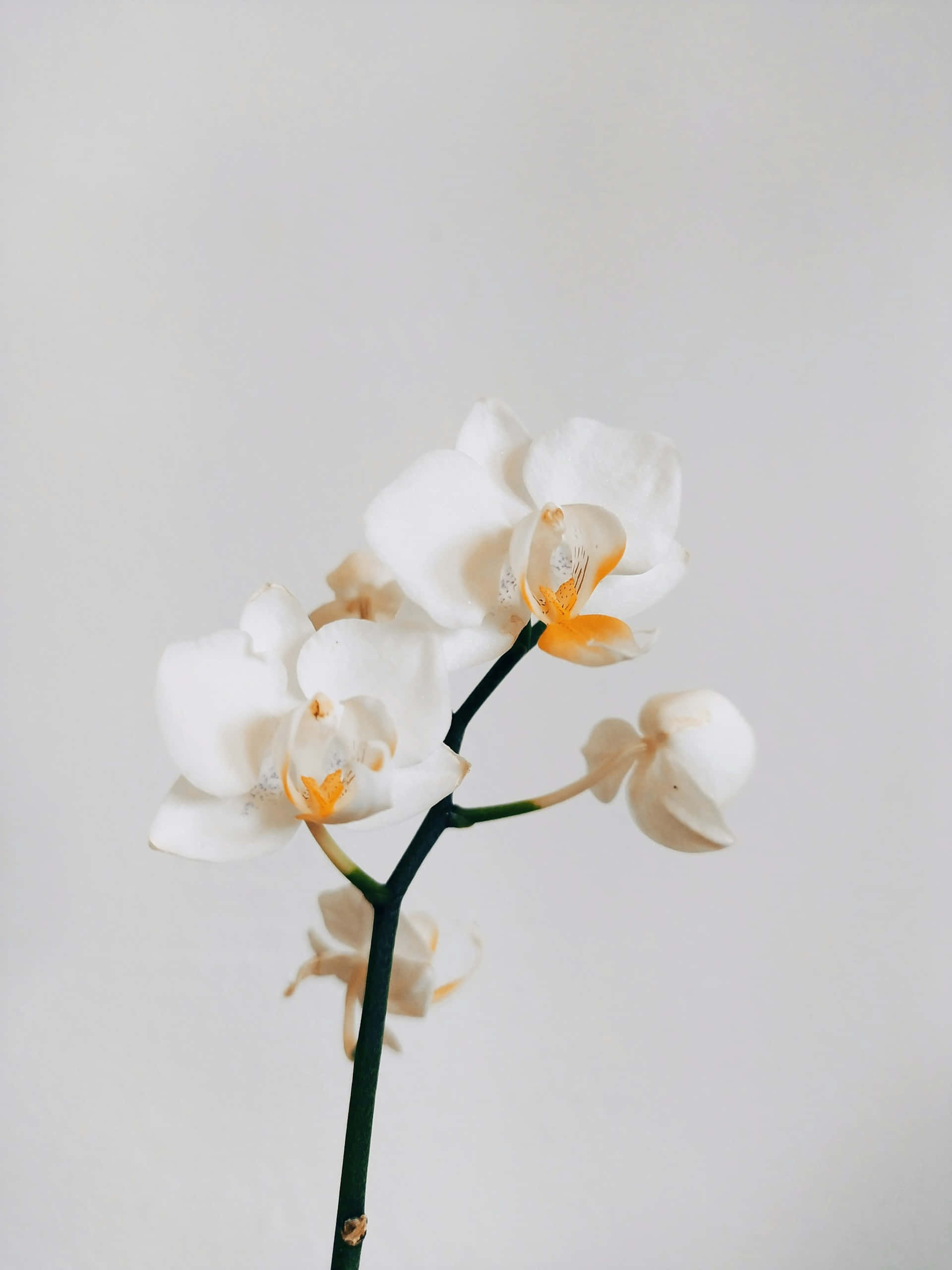 elegant white orchid branch, white orchid, yellow centers, 2K Phone Wallpaper
