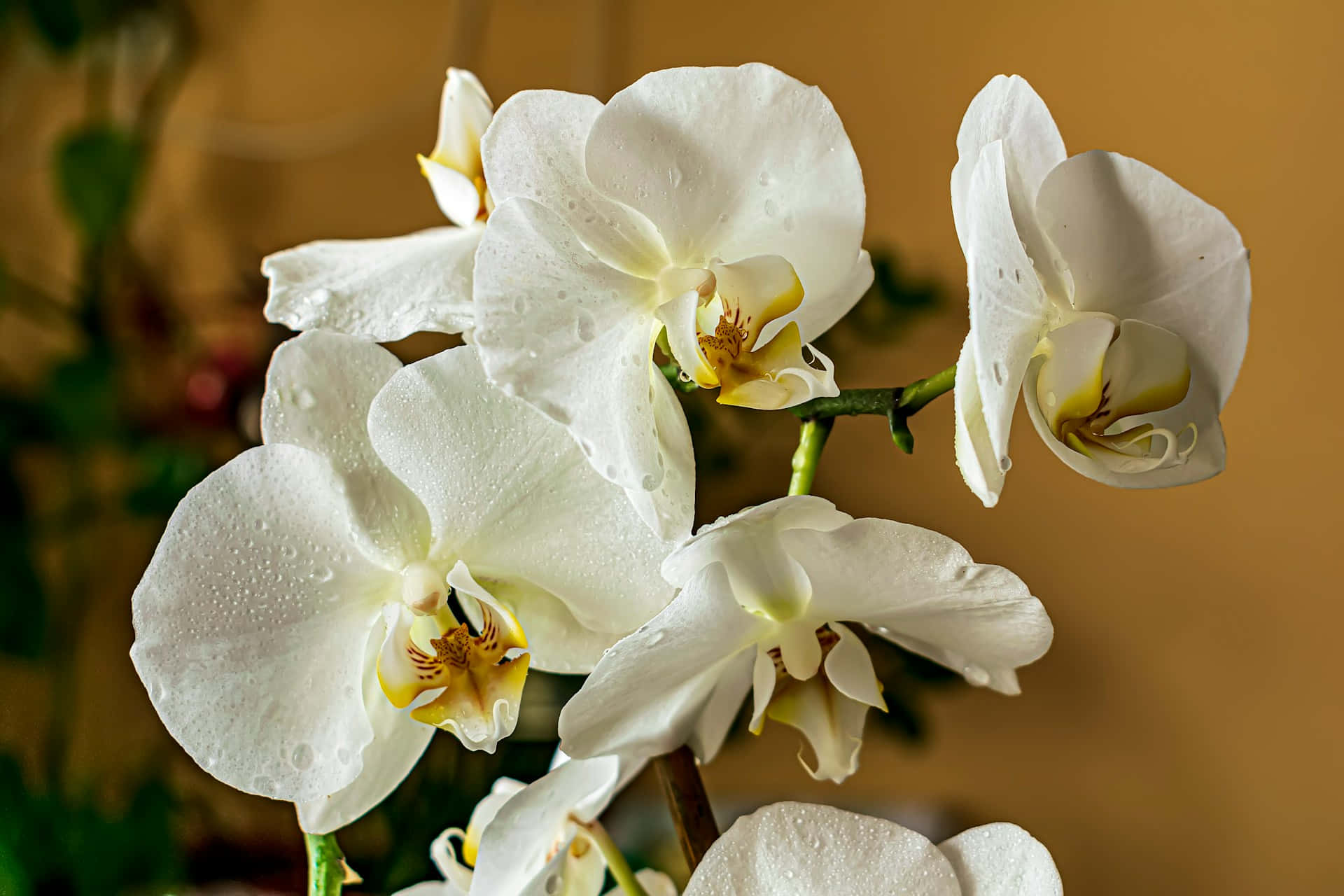 White Orchid, dew drops, soft petals, Full HD Desktop Wallpaper