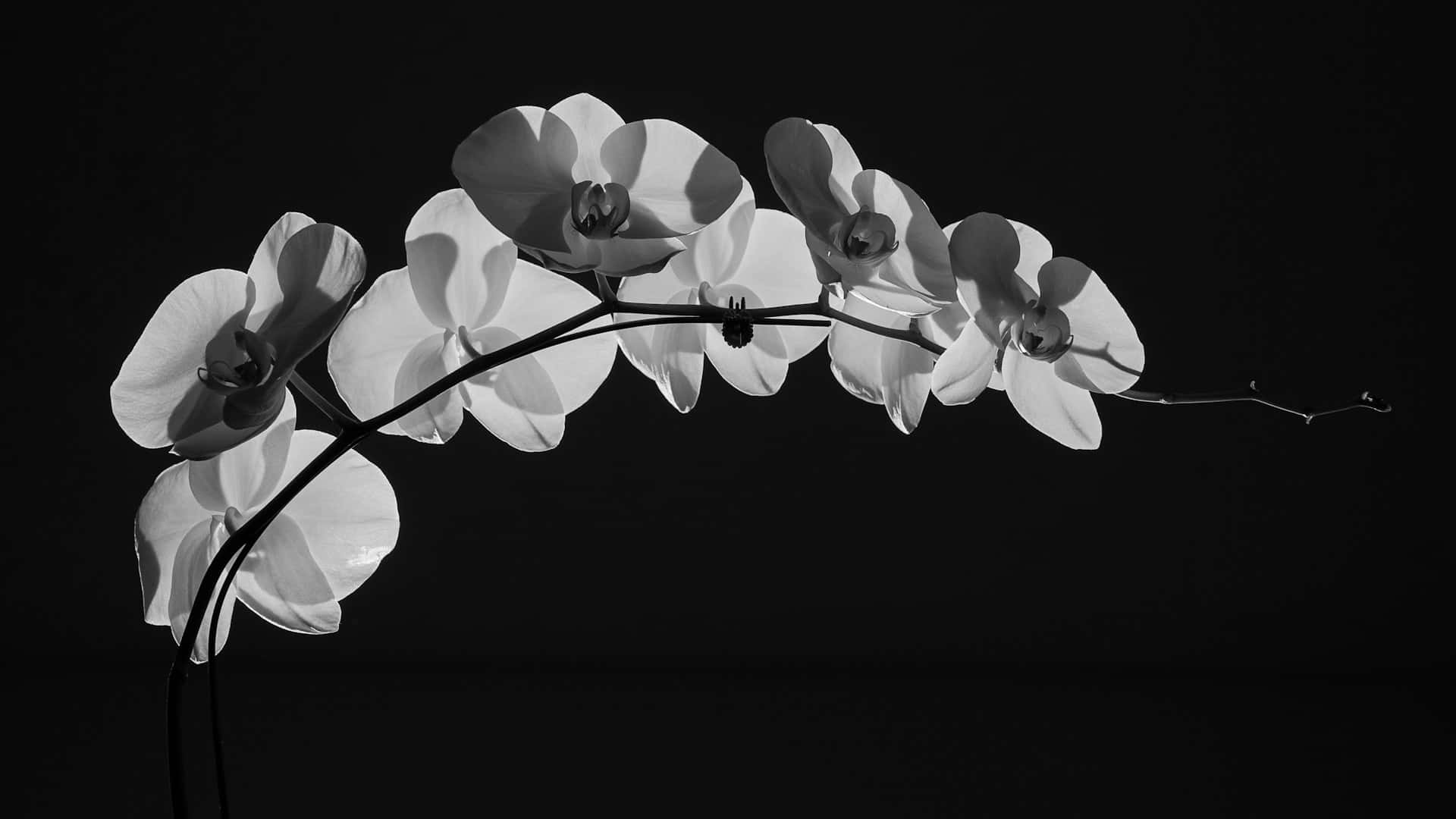 Elegant Blackand White Orchid, monochrome orchid branch, delicate white blooms, Full HD Desktop Wallpaper