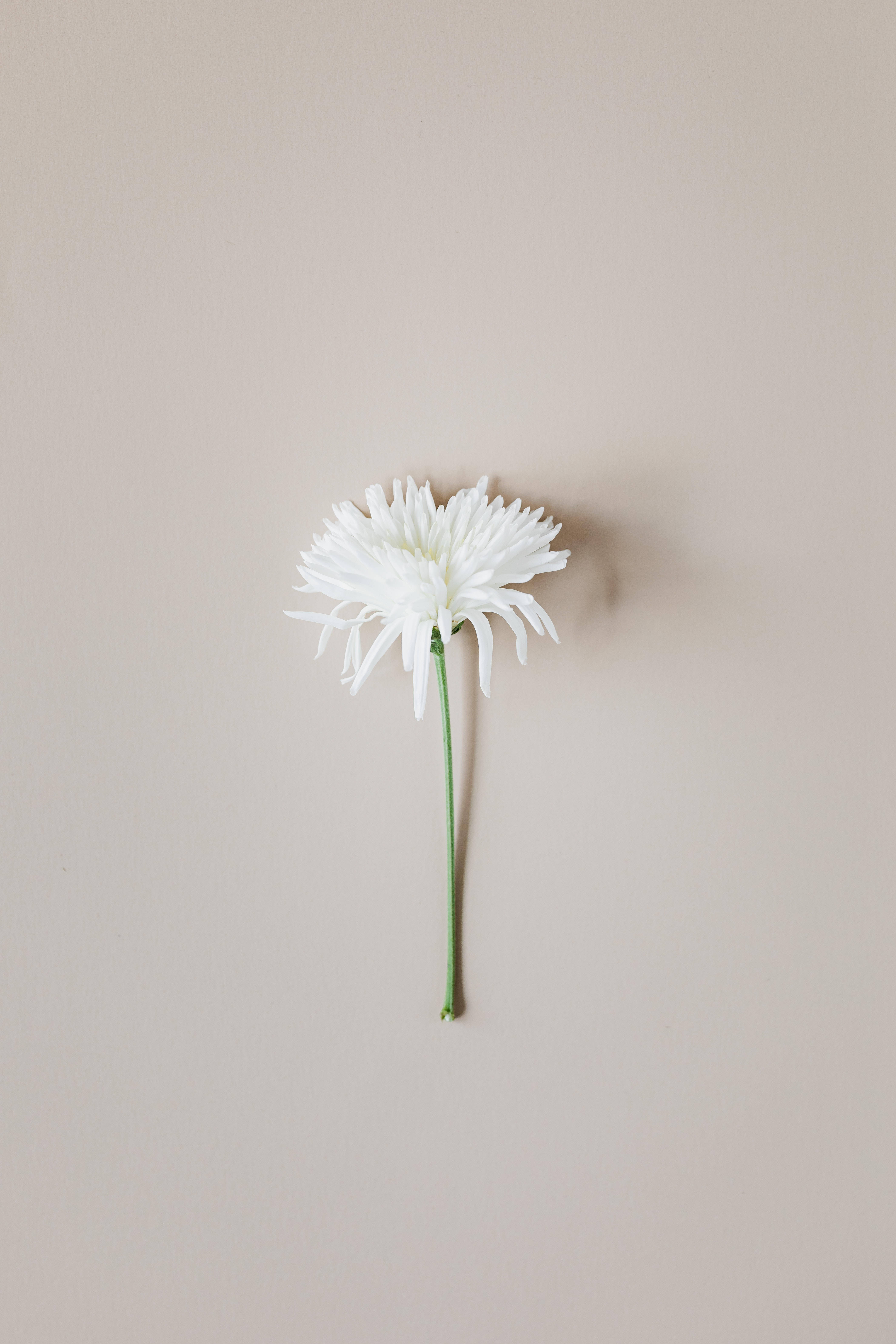 white daisy, long green stem, soft beige wall, 5K Phone Wallpaper