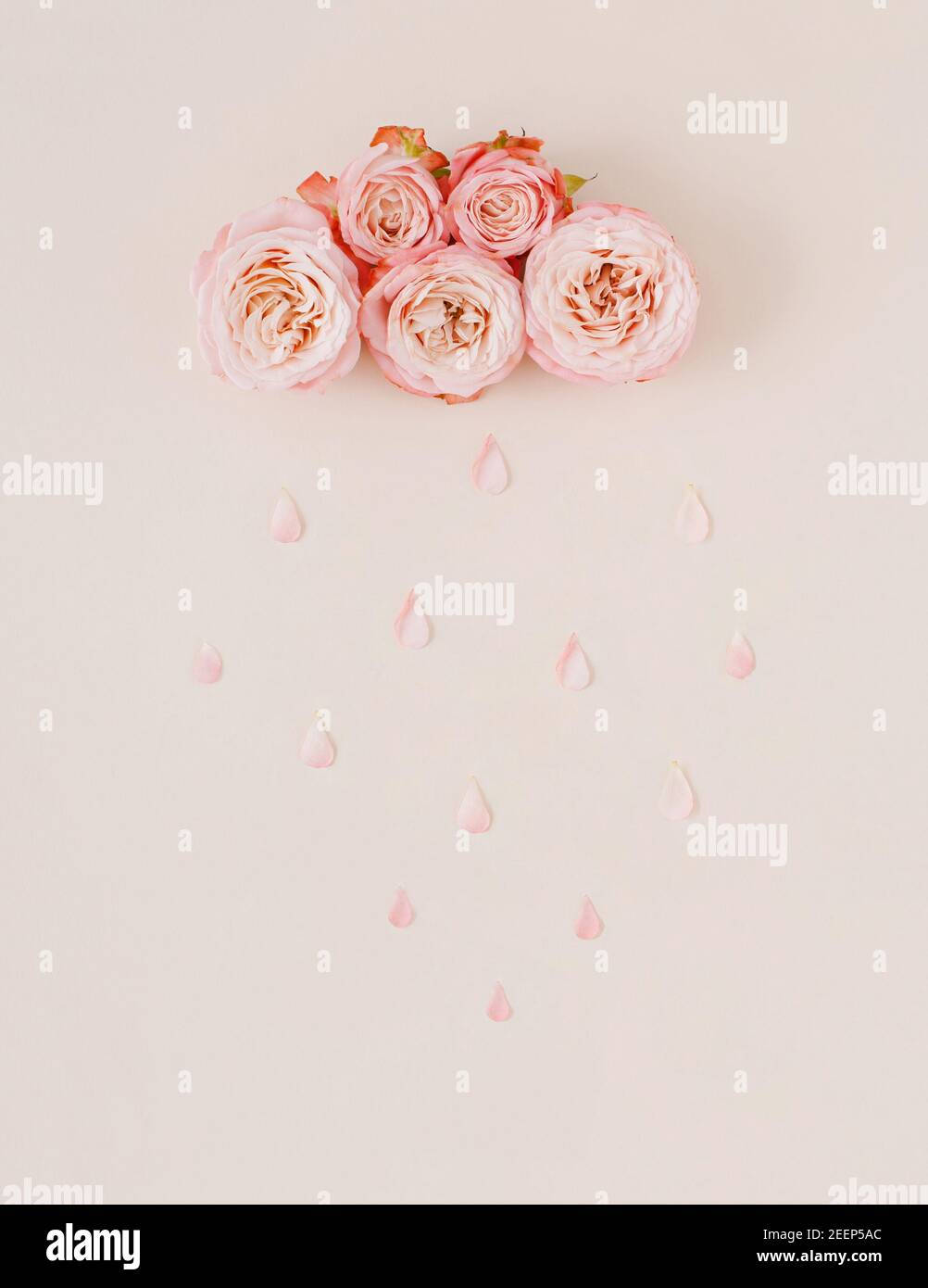 pink roses, water drops, soft pink roses, HD Phone Wallpaper