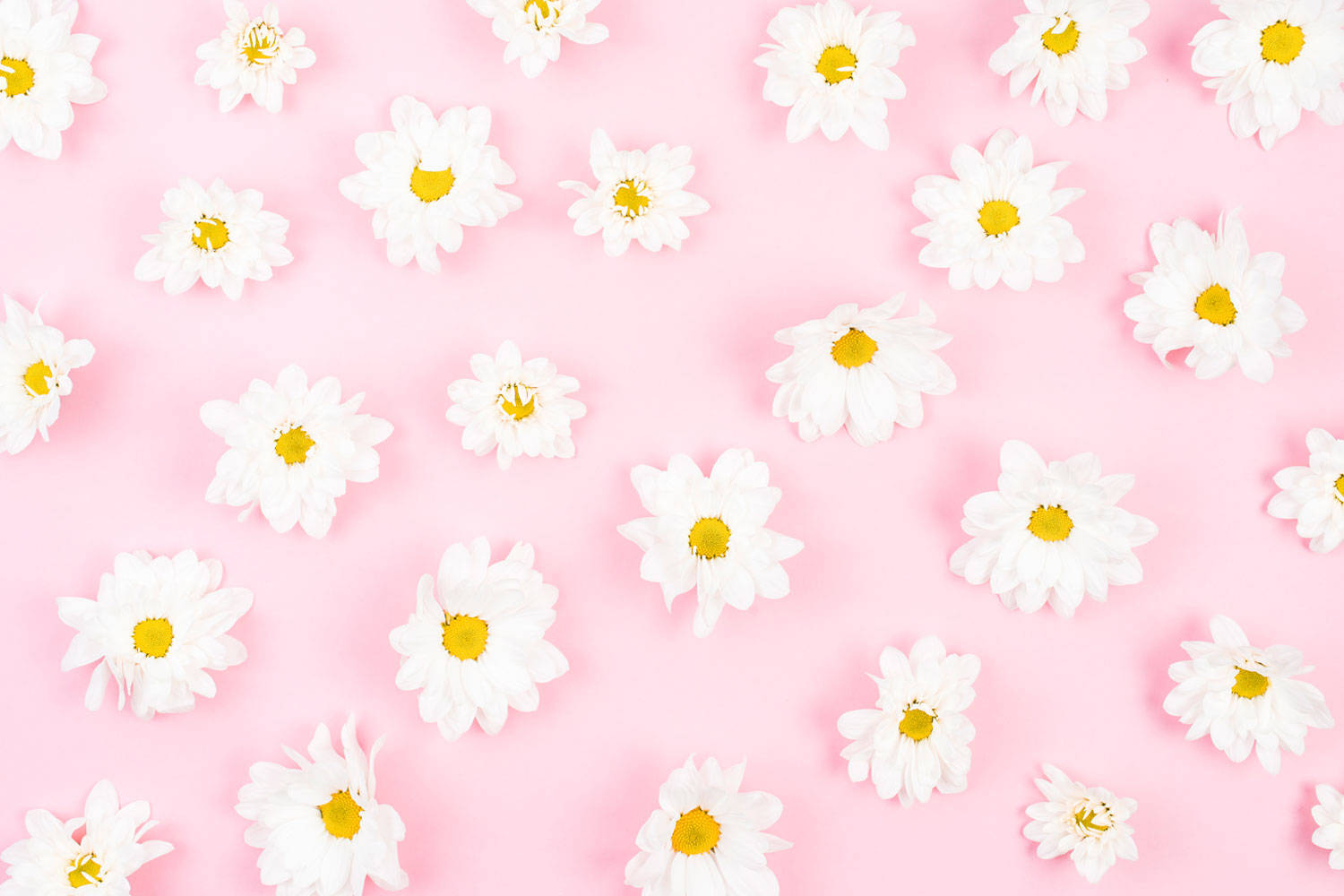 daisy flowers, yellow centers, soft pink background, HD Desktop Wallpaper