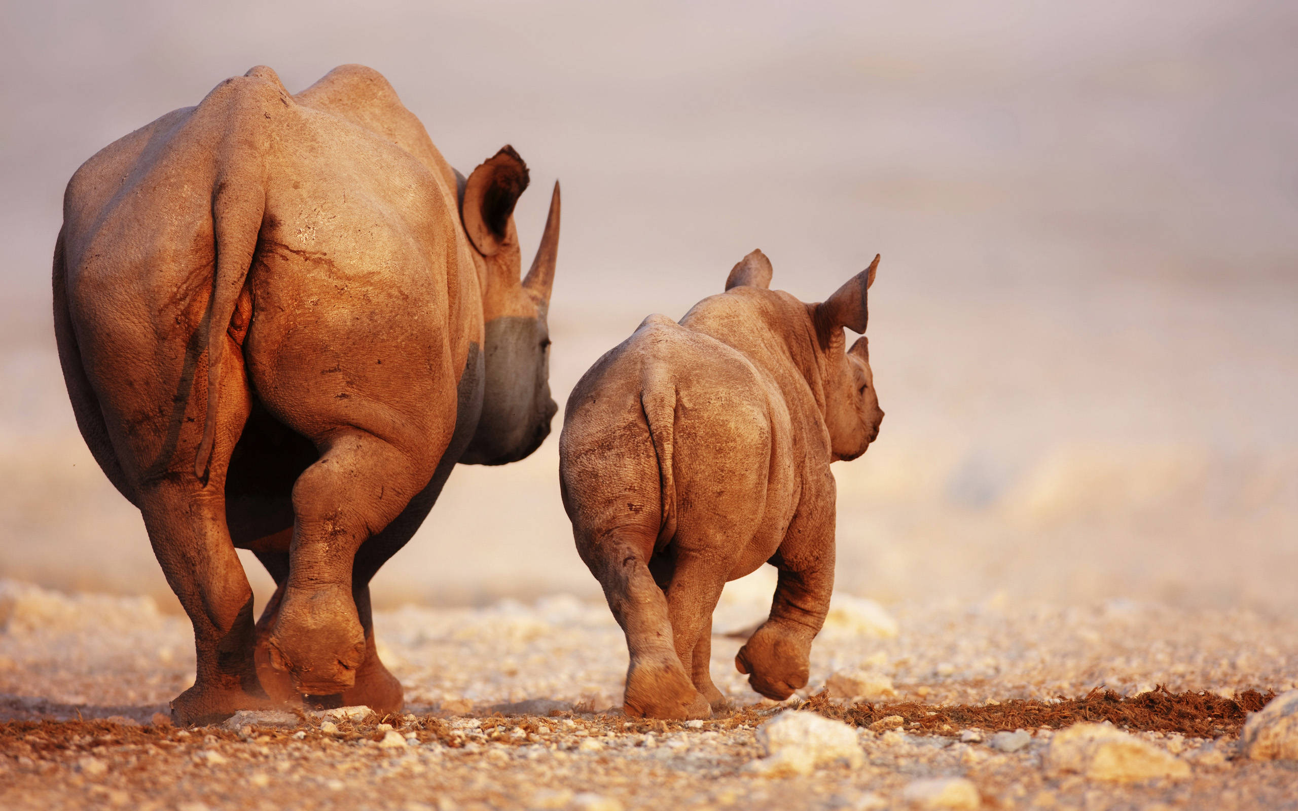 mother rhino, calf, dusty savanna, 2K Desktop Wallpaper