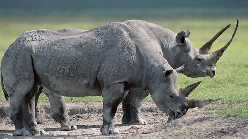 rhinoceros, gray hides, prominent horns, SD Desktop Wallpaper
