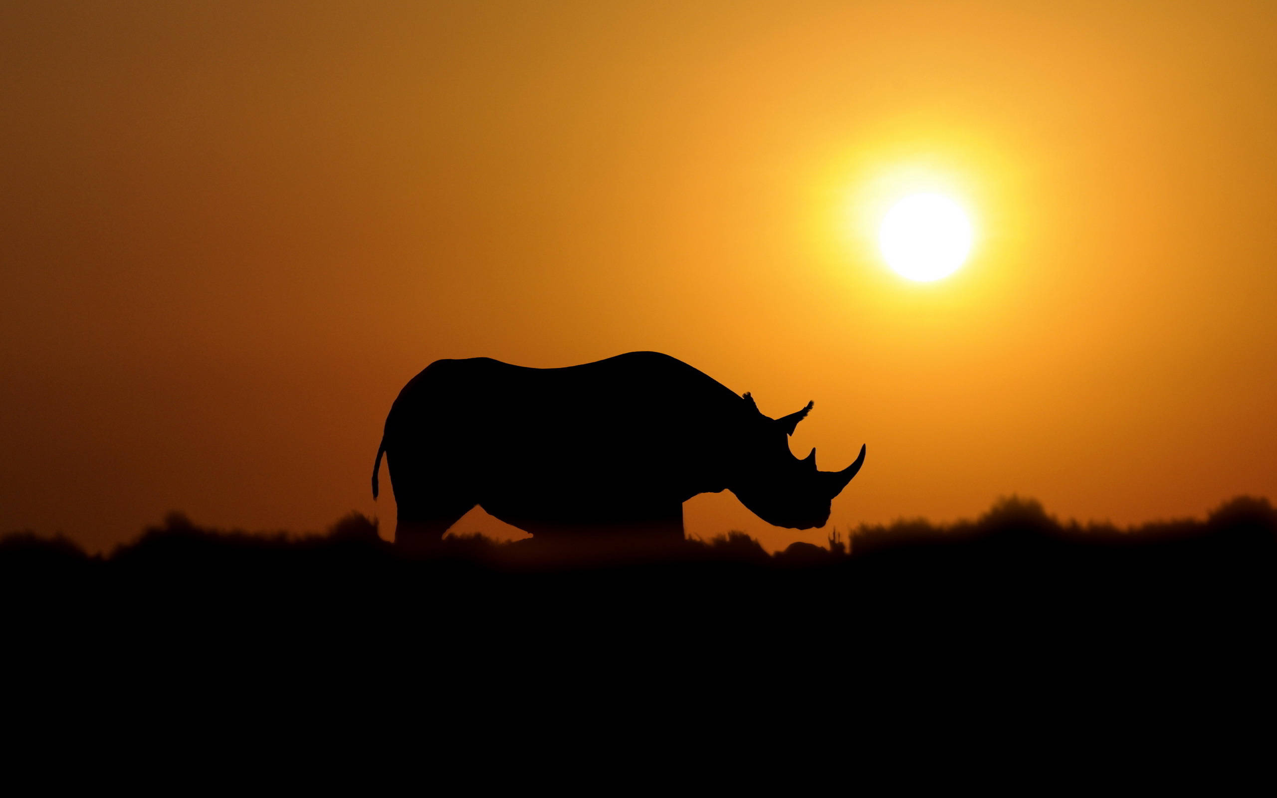 Rhinoceros, sunset, orange sunset sky, 2K Desktop Wallpaper