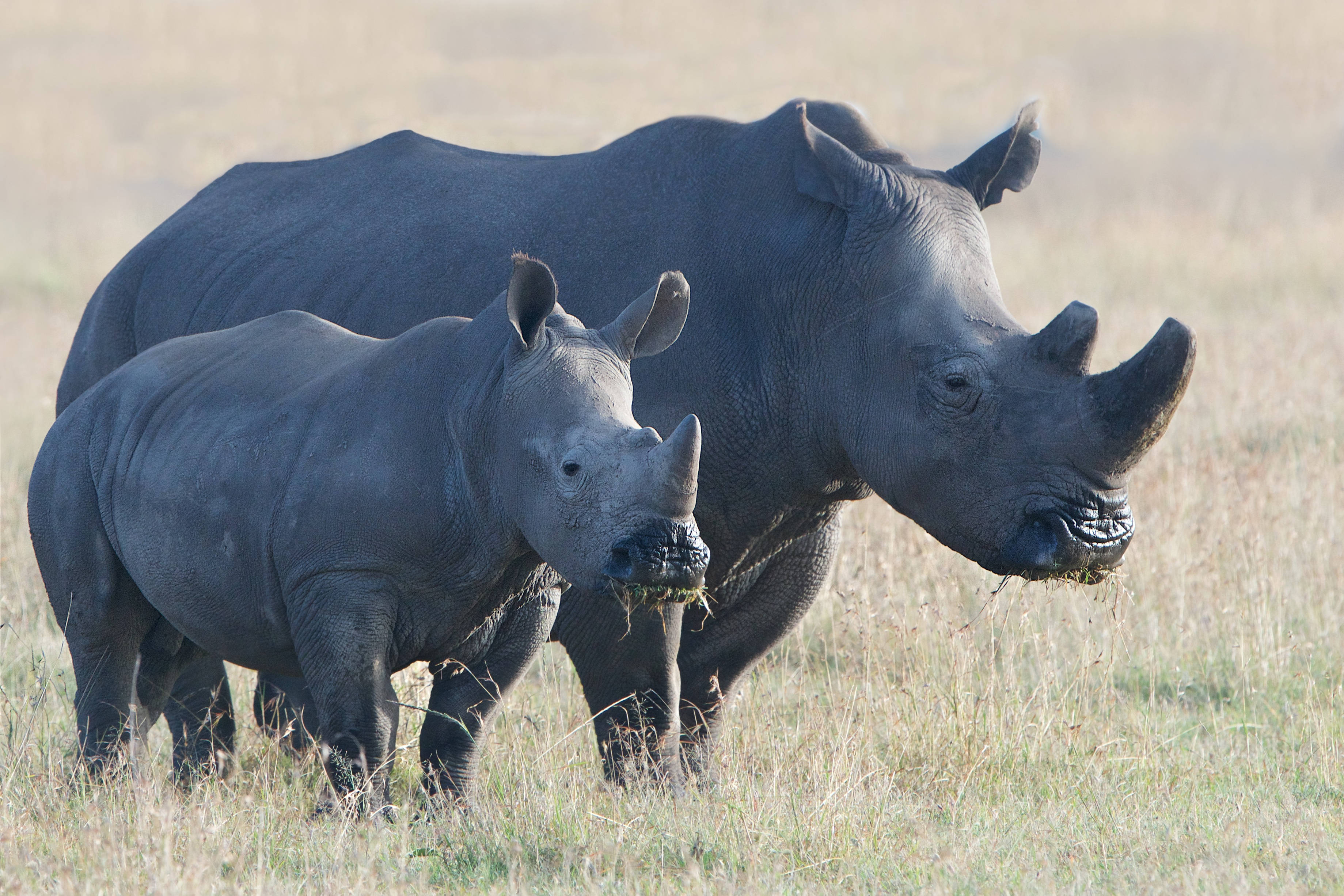 mother rhino, calf, sunlit grassland, 2K Desktop Wallpaper
