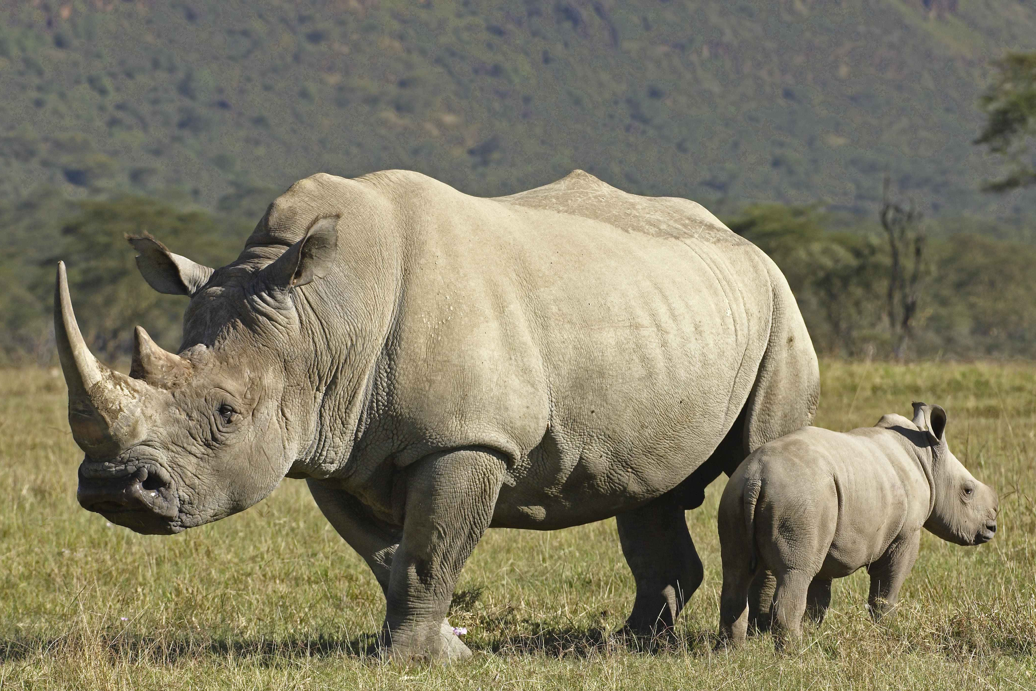 White Rhinoceros, calf, savannah, 4K Desktop Wallpaper