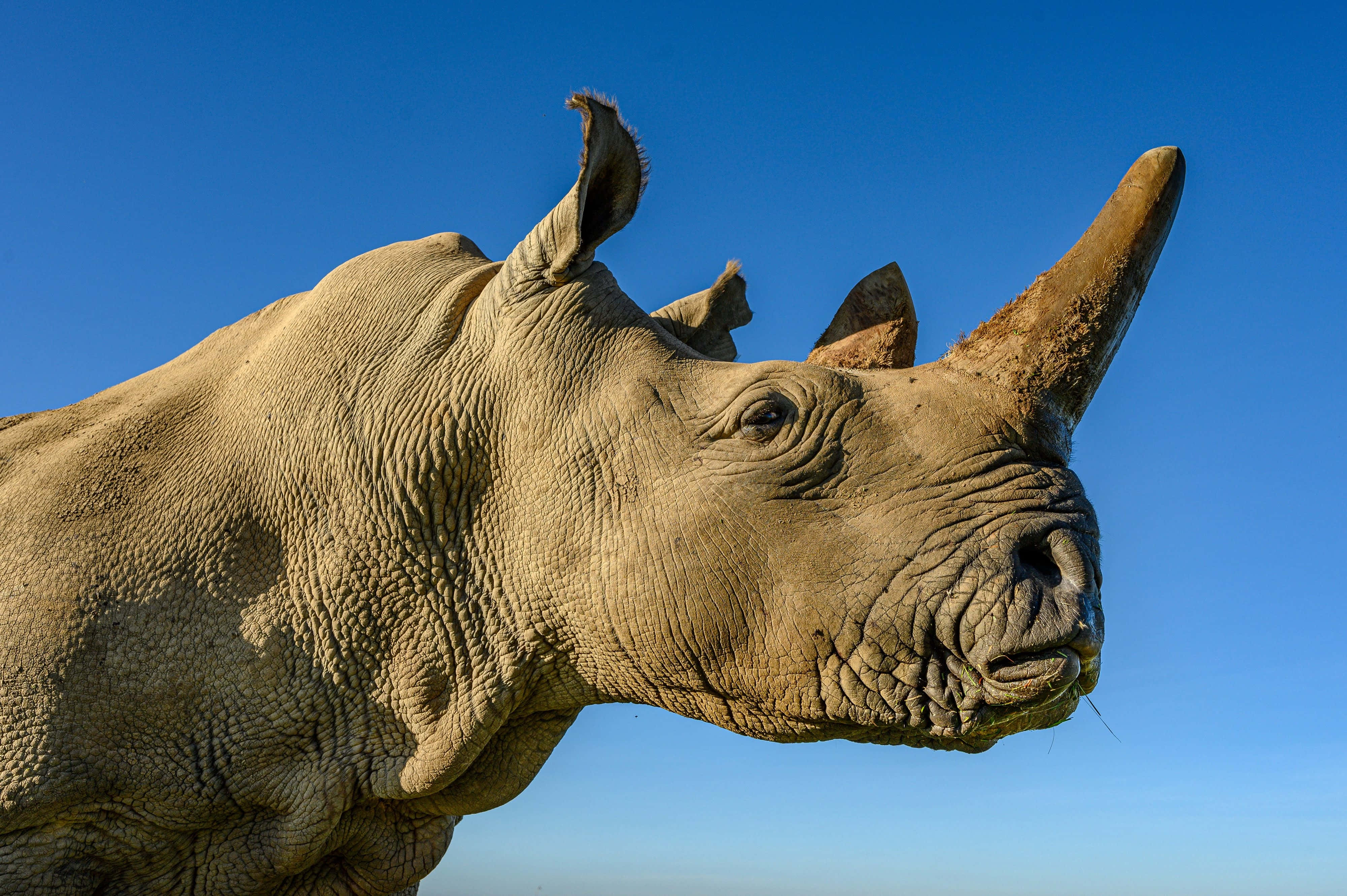 White Rhinoceros, blue sky, wrinkled skin, 4K Desktop Wallpaper