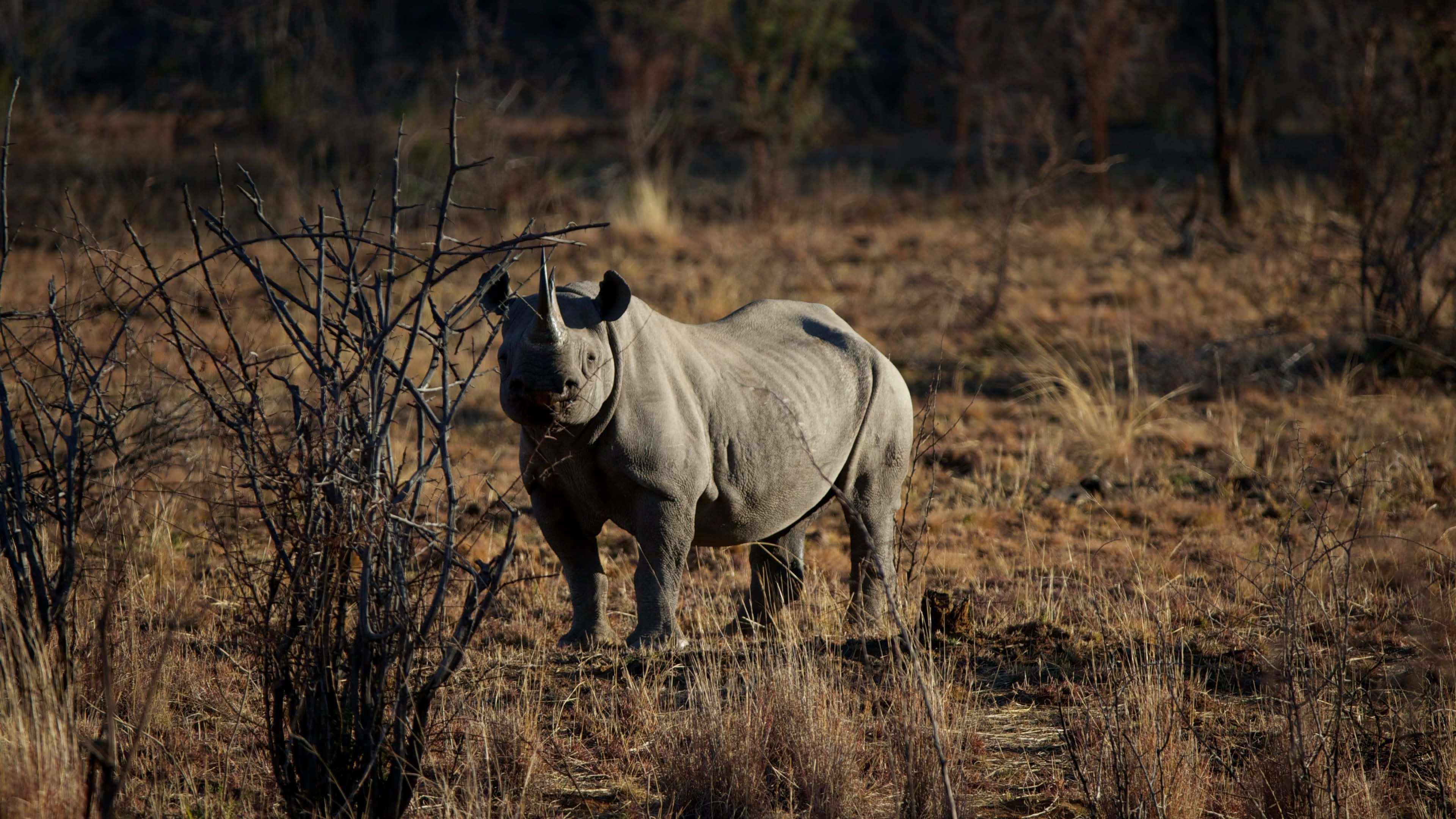 White Rhinoceros, dry grassland, bare branches, 4K Desktop Wallpaper
