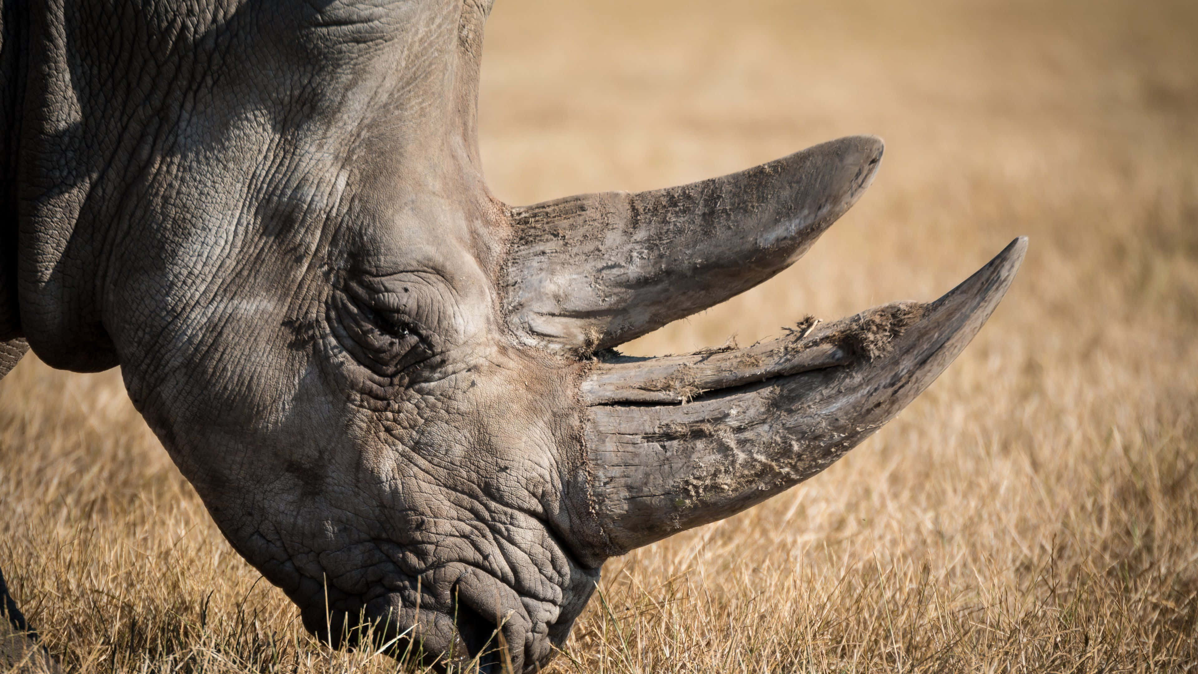 white rhinoceros, golden grass, bright sunlight, 4K Desktop Wallpaper