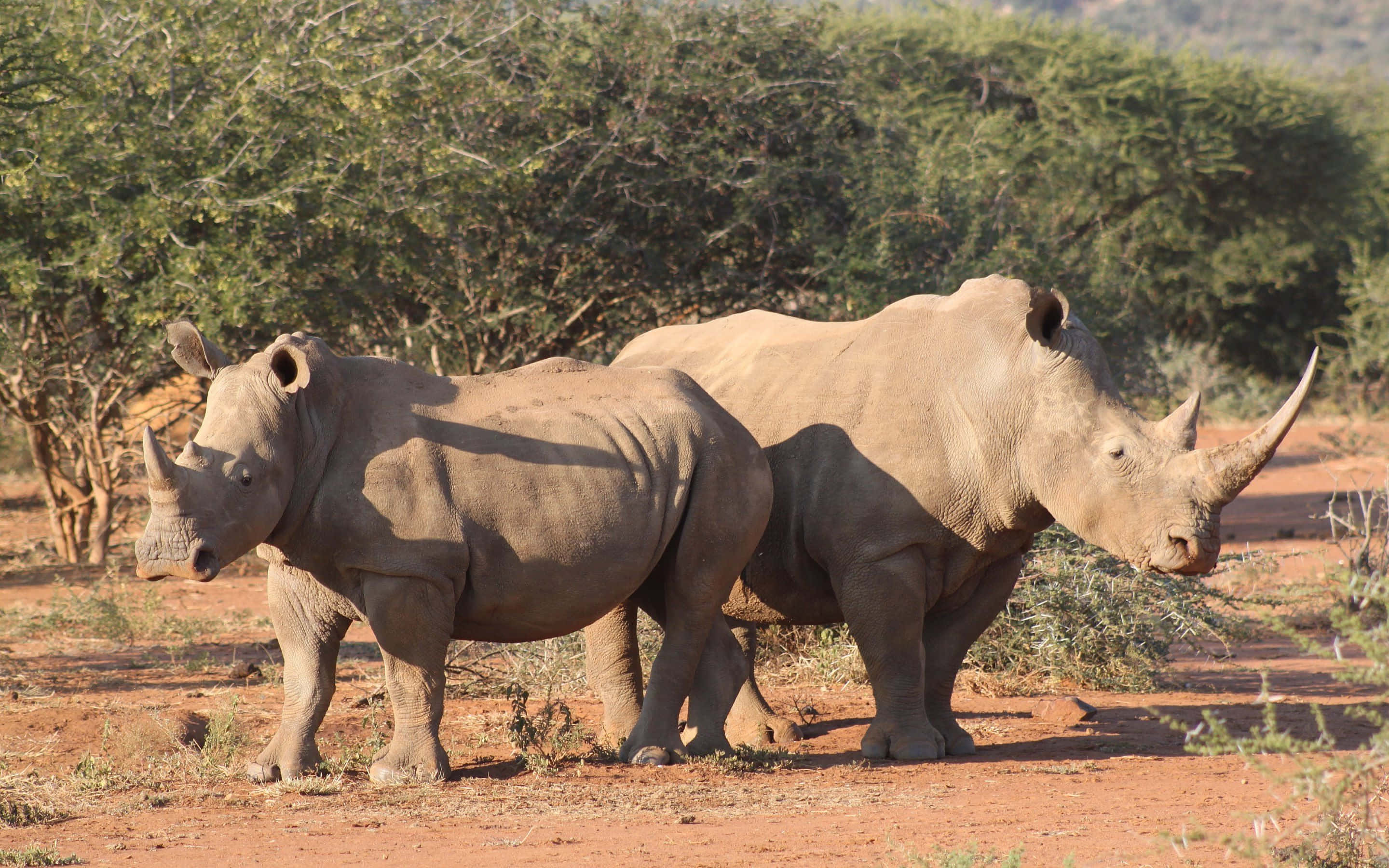 White Rhinoceros, red earth, green bushes, 2K Desktop Wallpaper