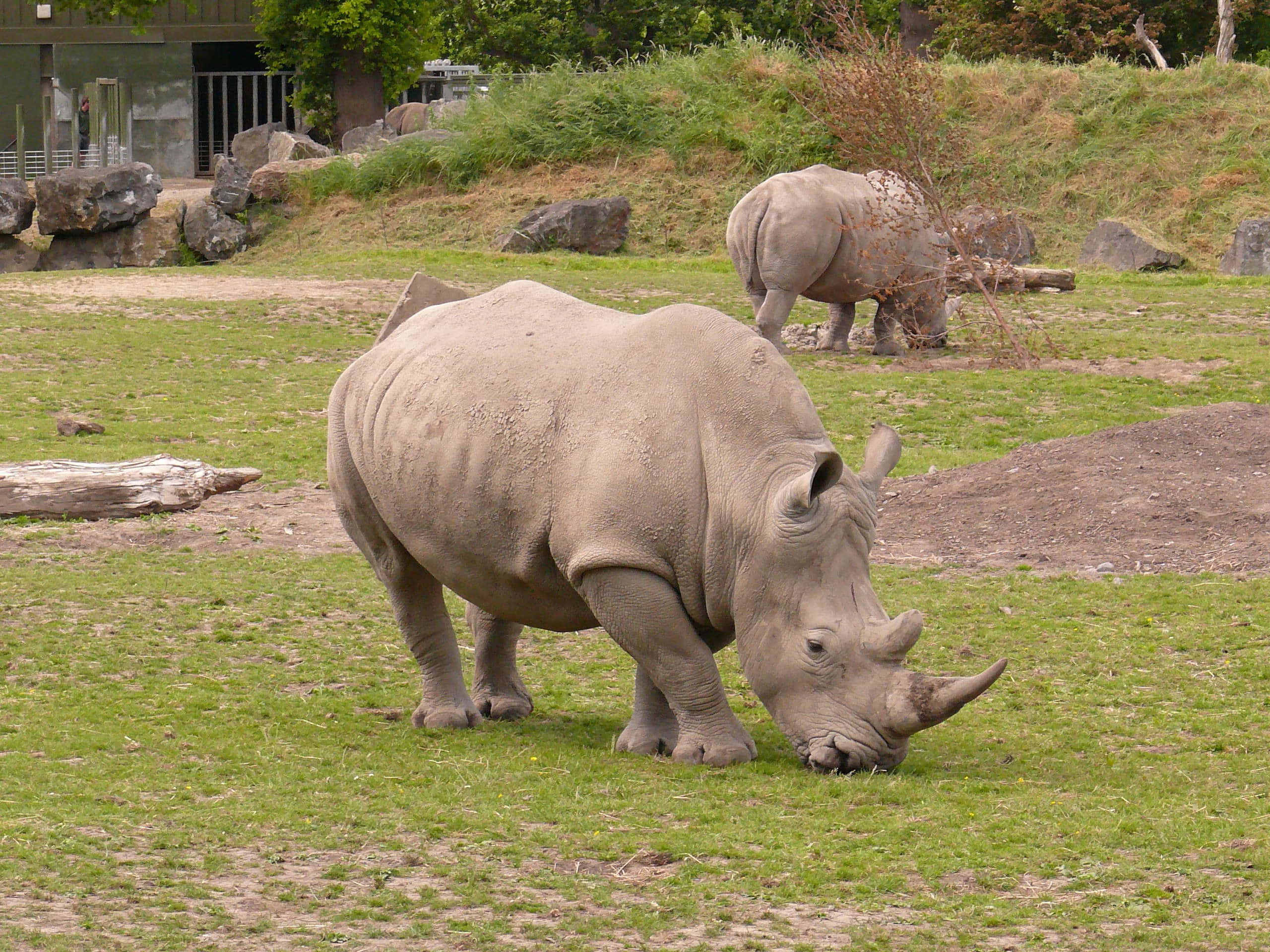 White Rhinoceros, zoo enclosure, green grass, 2K Desktop Wallpaper