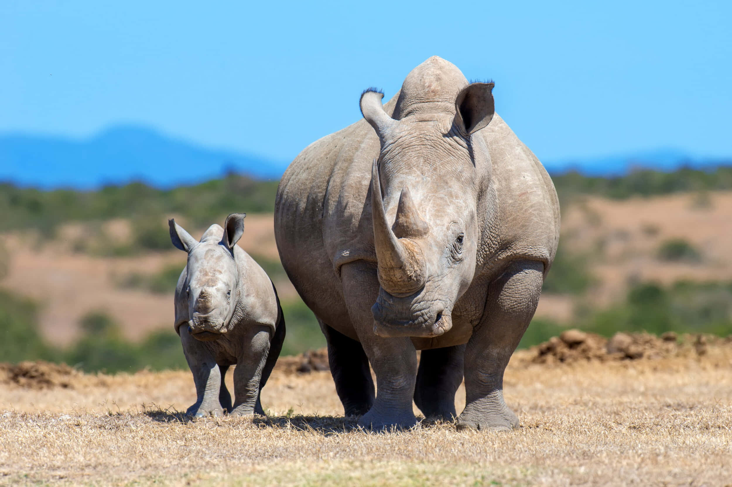 White Rhinoceros, calf, savanna, Full HD Desktop Wallpaper