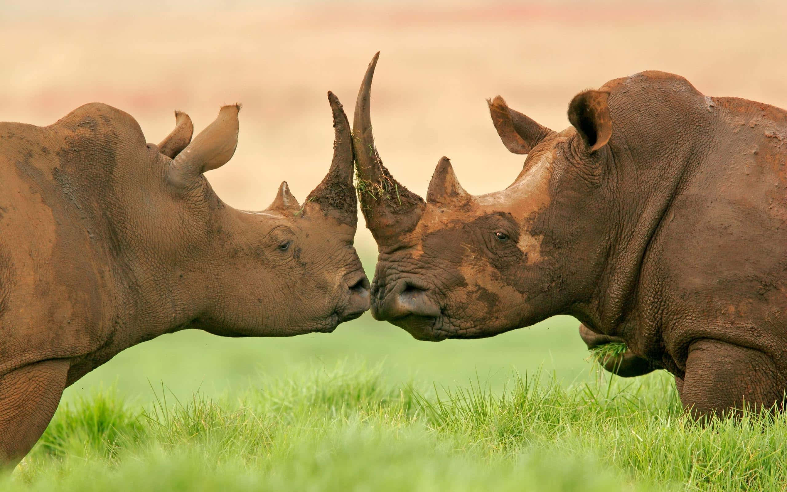 White Rhinoceros, grassy field, dusty earth background, 2K Desktop Wallpaper