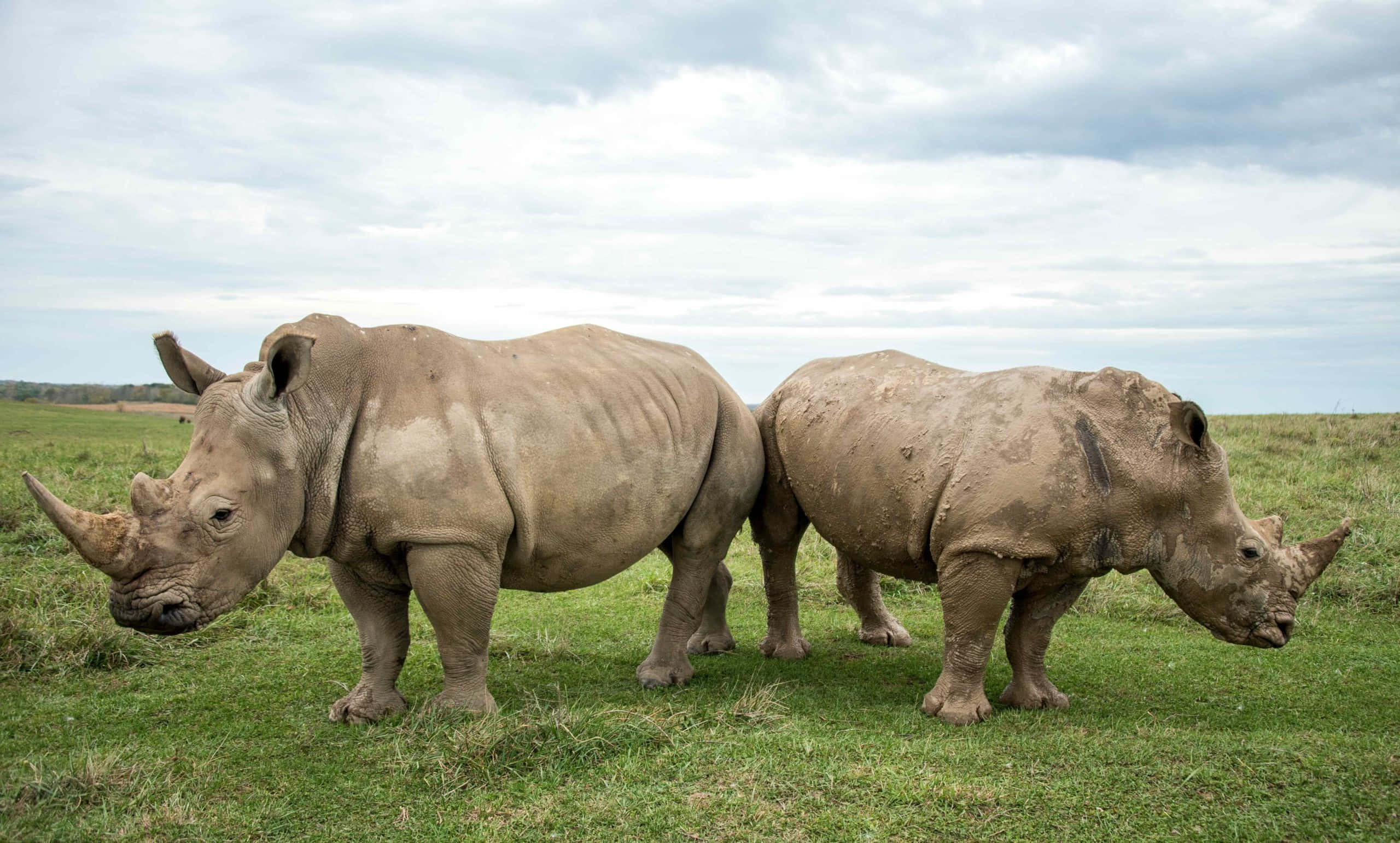 White Rhinoceros, grassy plain, cloudy sky, 2K Desktop Wallpaper