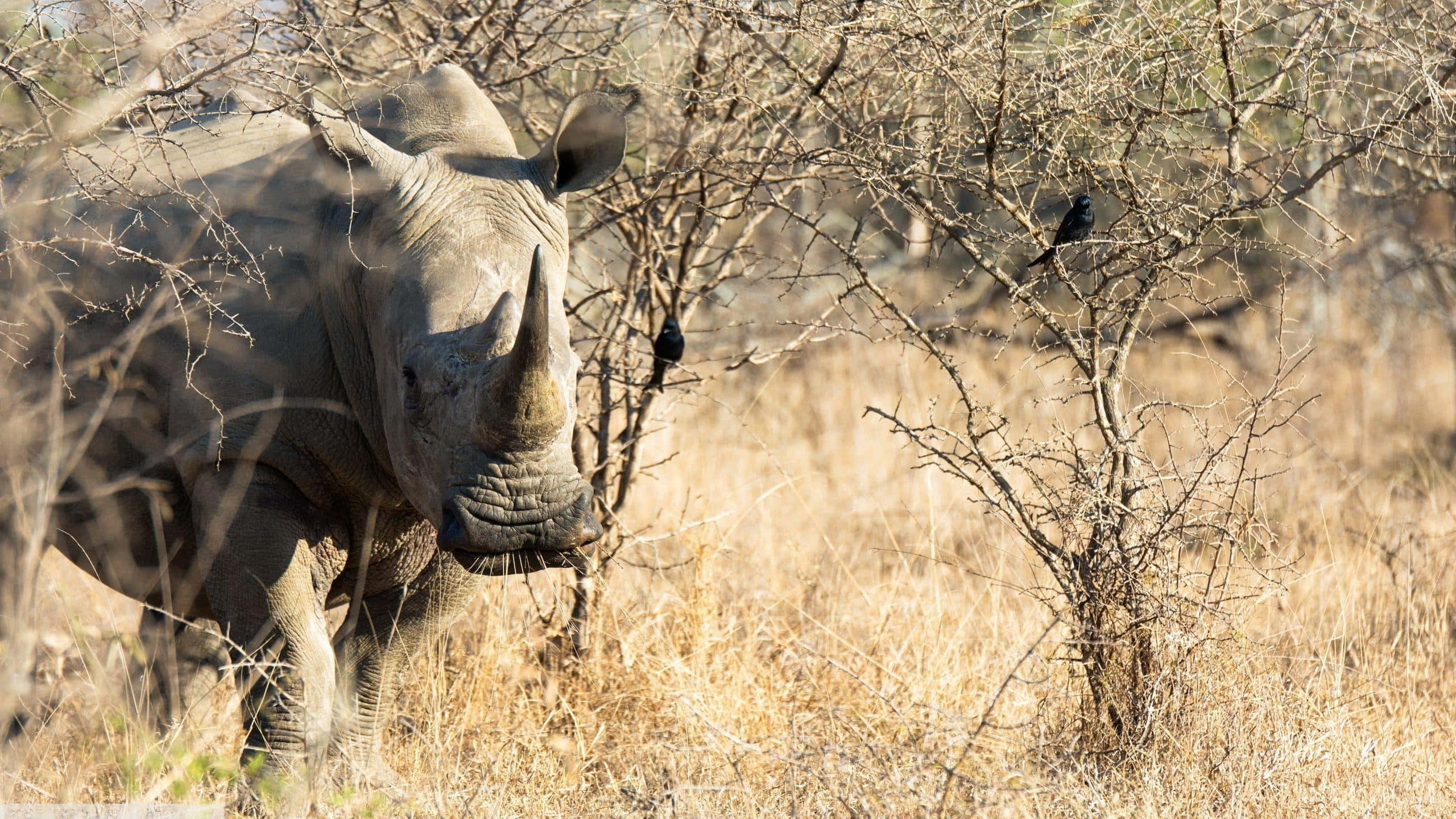White Rhinoceros, savanna habitat, dry golden grass, 2K Desktop Wallpaper