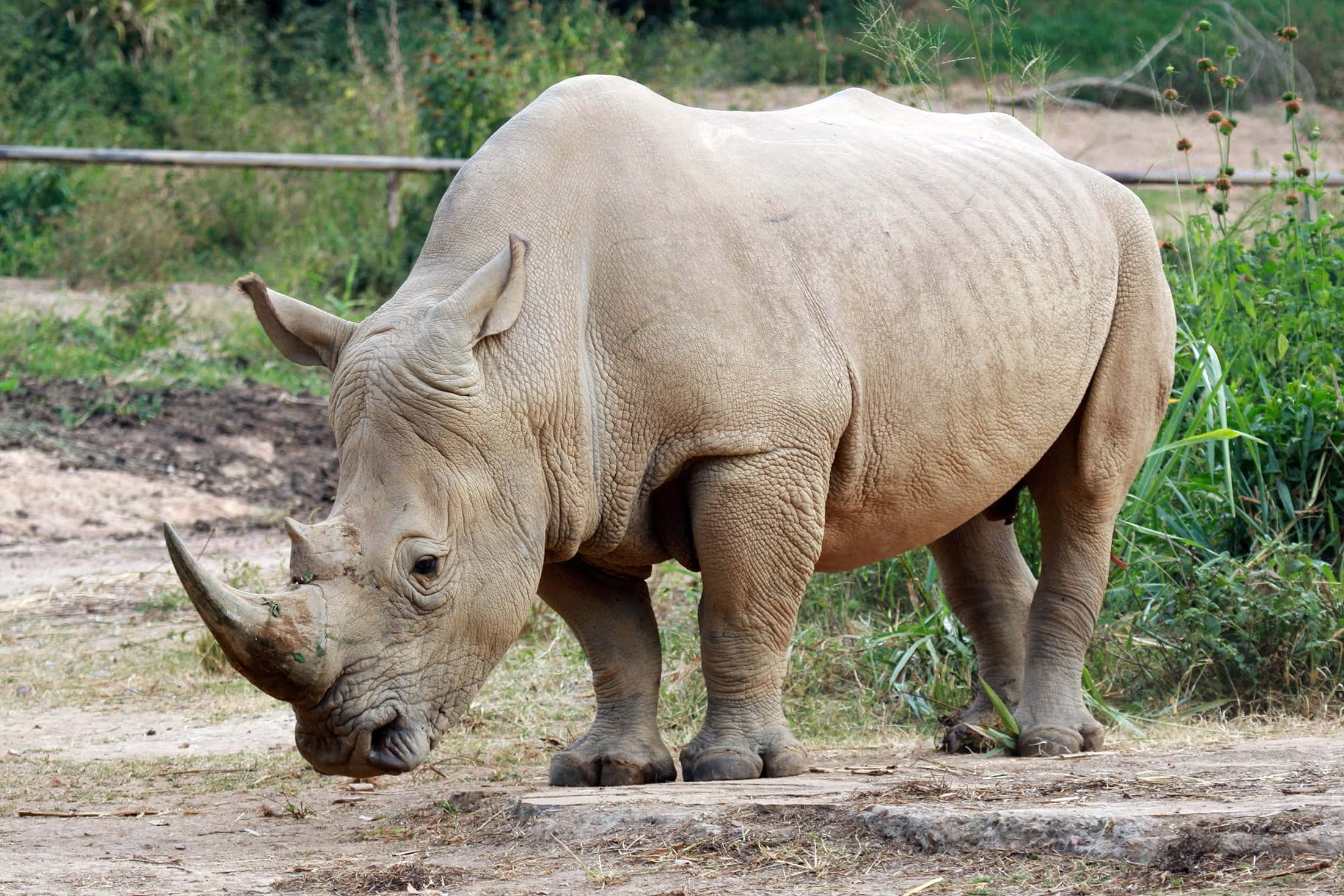 White Rhinoceros, gray rhinoceros, thick wrinkled skin, Full HD Desktop Wallpaper