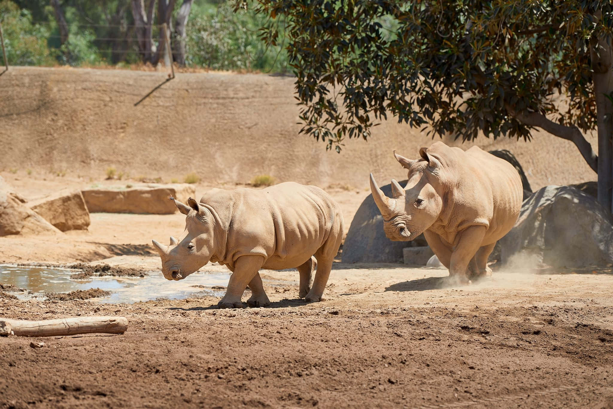 White Rhinoceros, watering hole, dusty terrain, Full HD Desktop Wallpaper