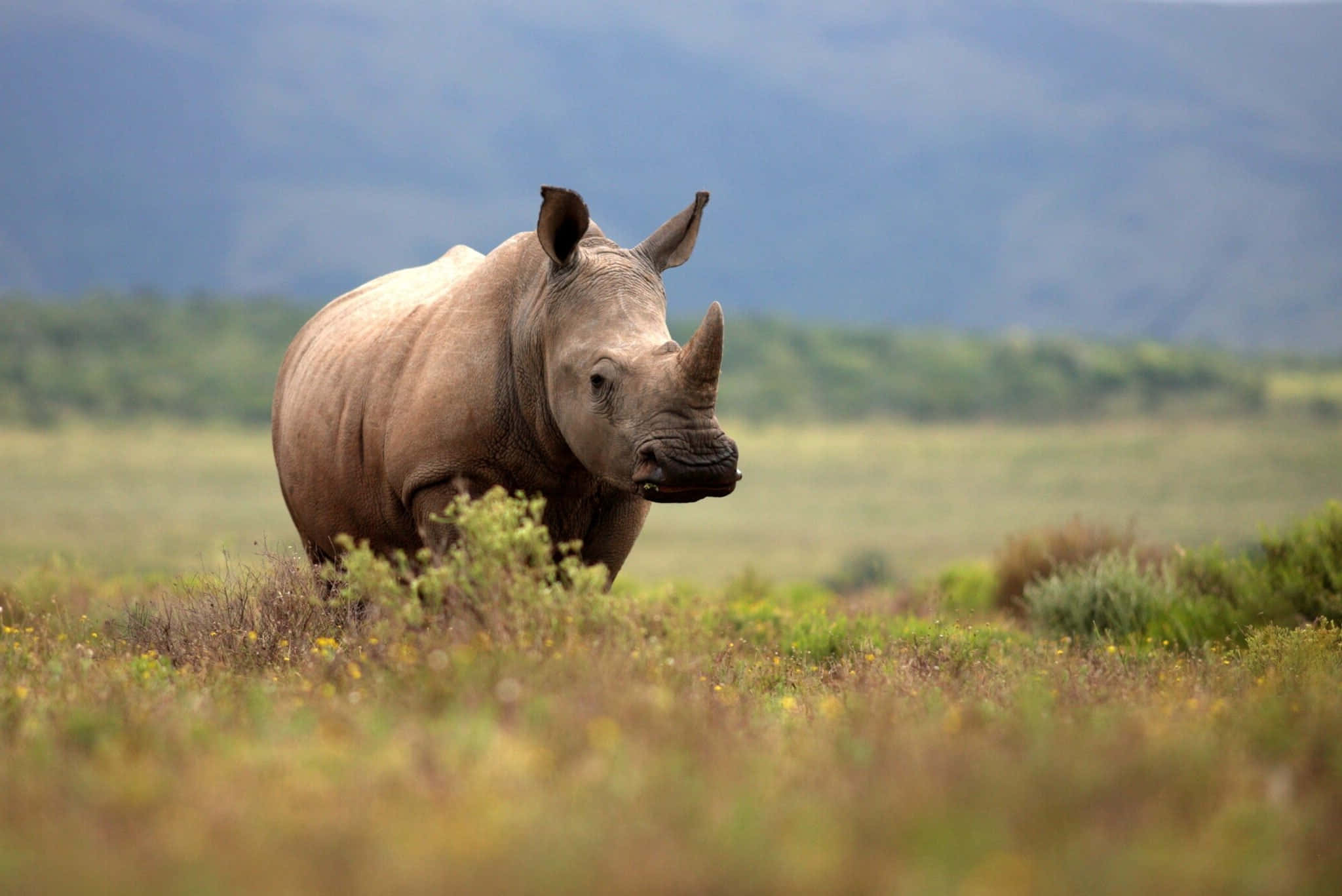 White Rhinoceros, grassy field, sunlit, Full HD Desktop Wallpaper