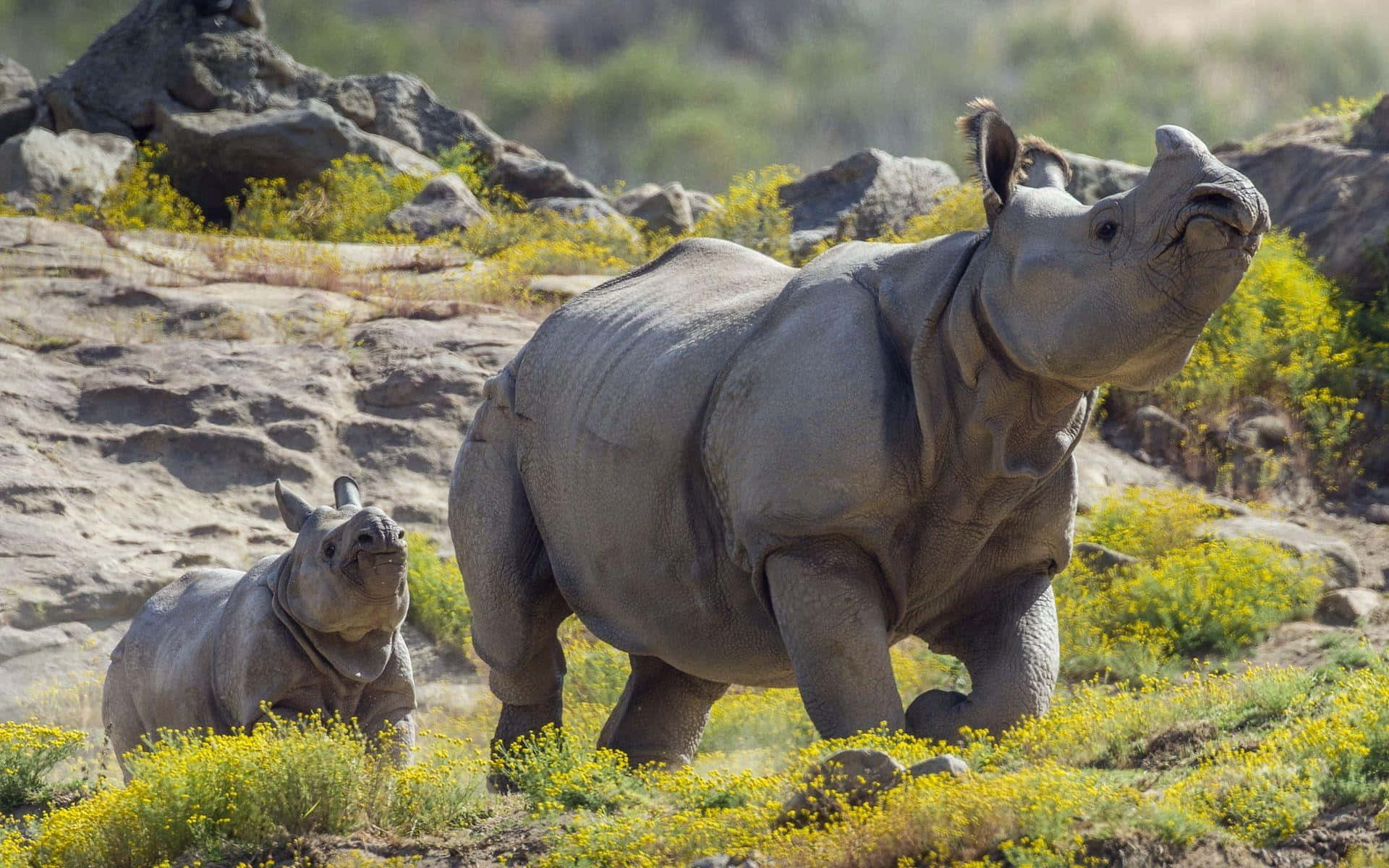 White Rhinoceros, calf, sunlit rocky field, Full HD Desktop Wallpaper