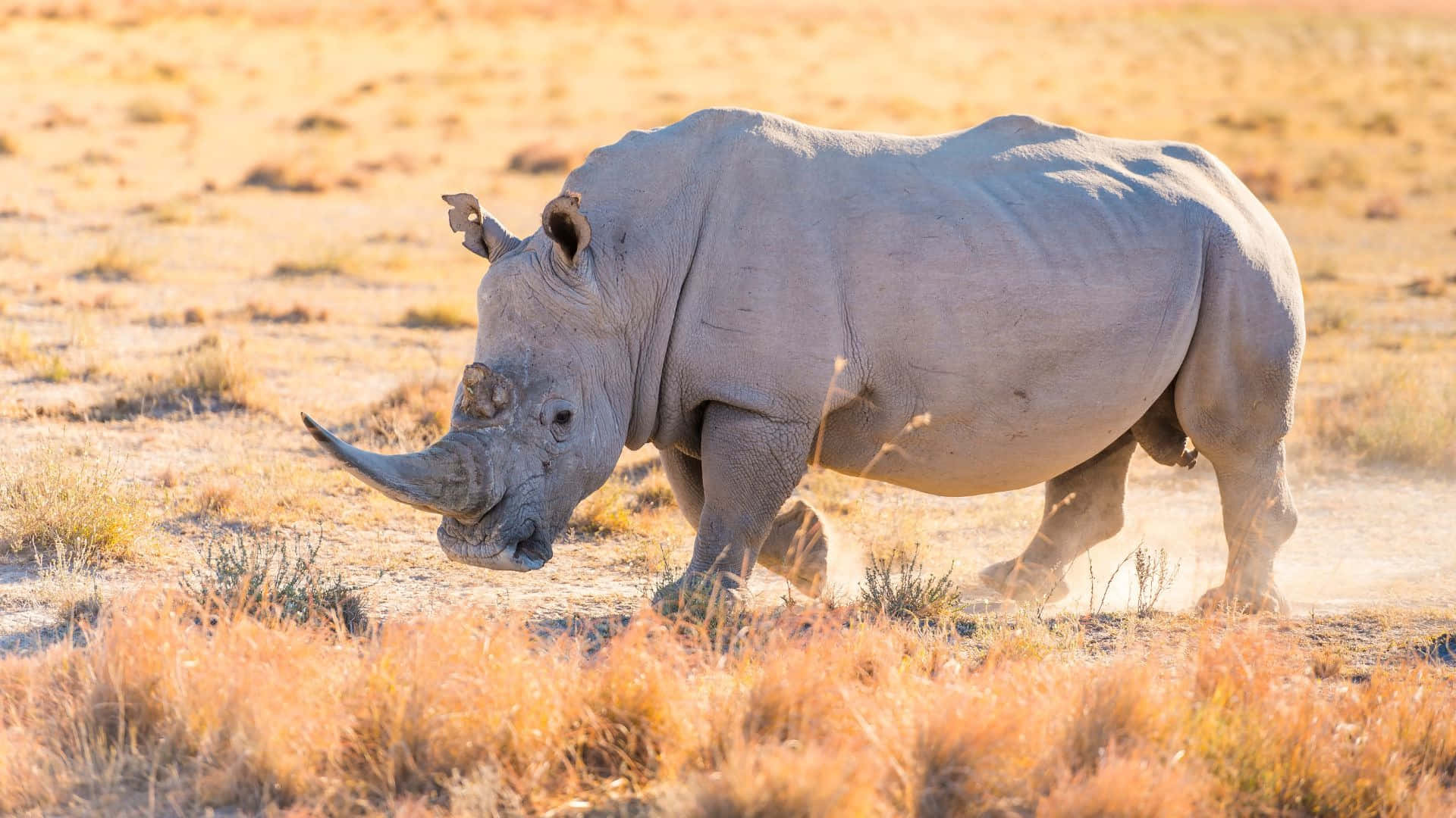 White Rhinoceros, savannah, sunlight, Full HD Desktop Wallpaper
