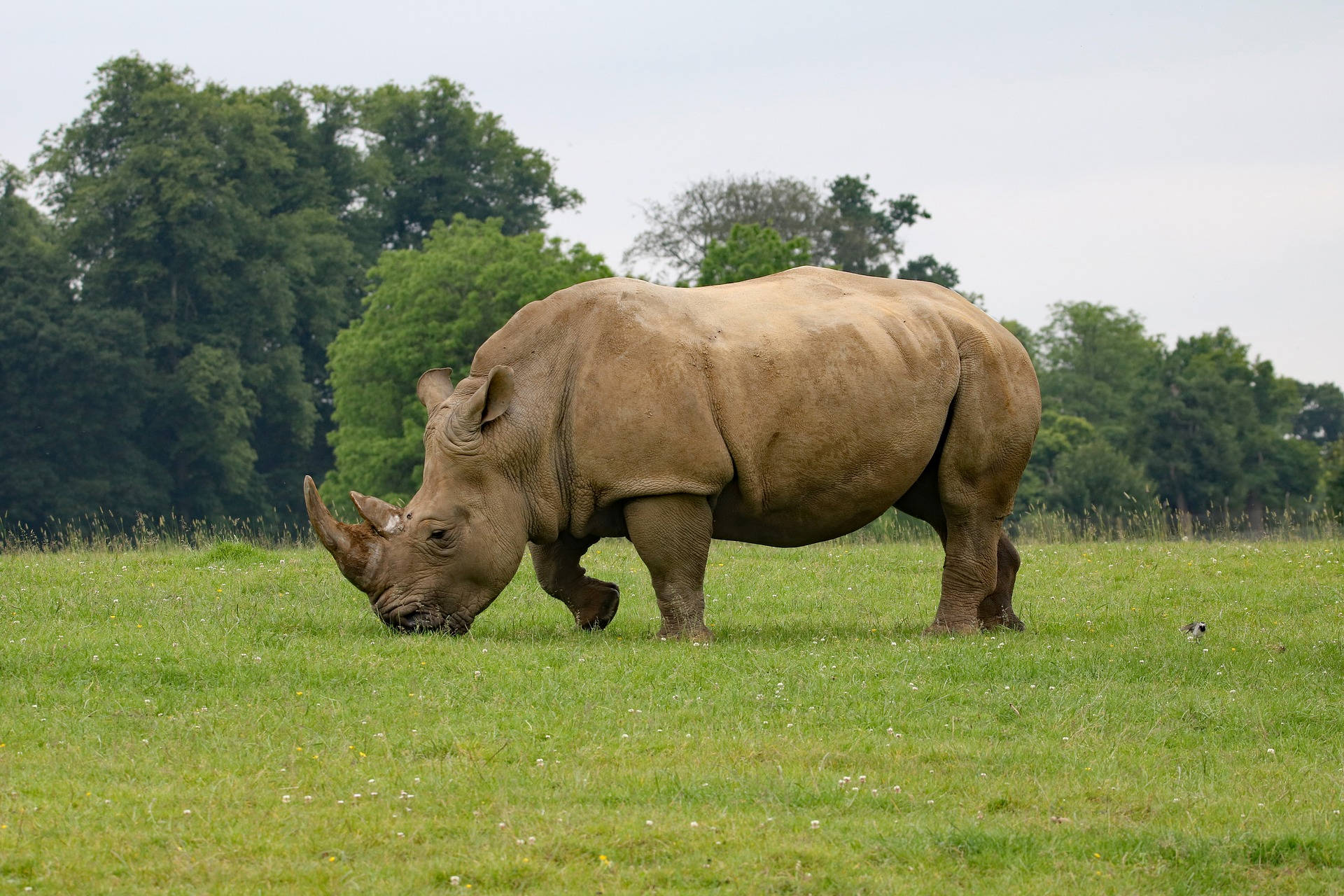 rhinoceros, grass field, lush green field, Full HD Desktop Wallpaper
