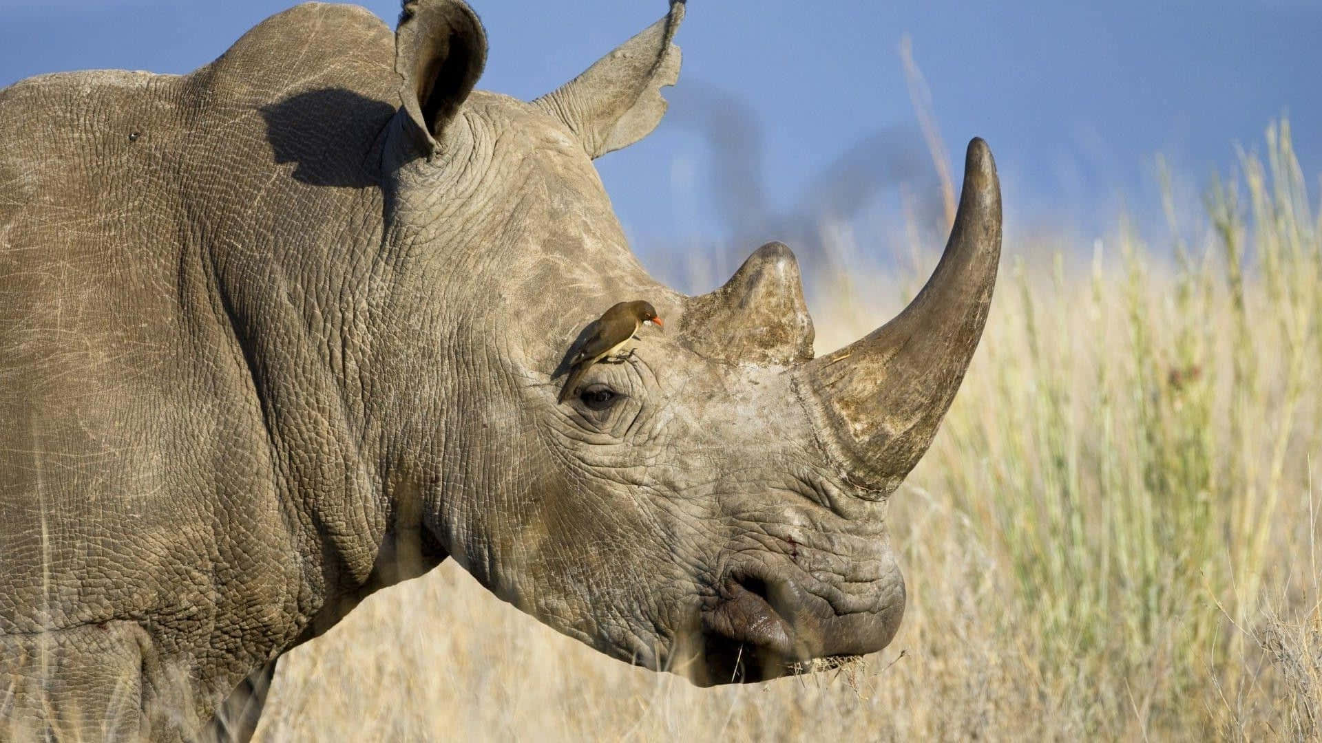 White Rhinoceros, oxpecker bird, dry grass, Full HD Desktop Wallpaper