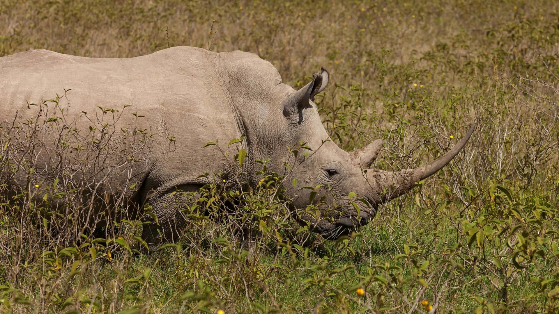 White Rhinoceros, gray rhinoceros, prominent horn, Full HD Desktop Wallpaper