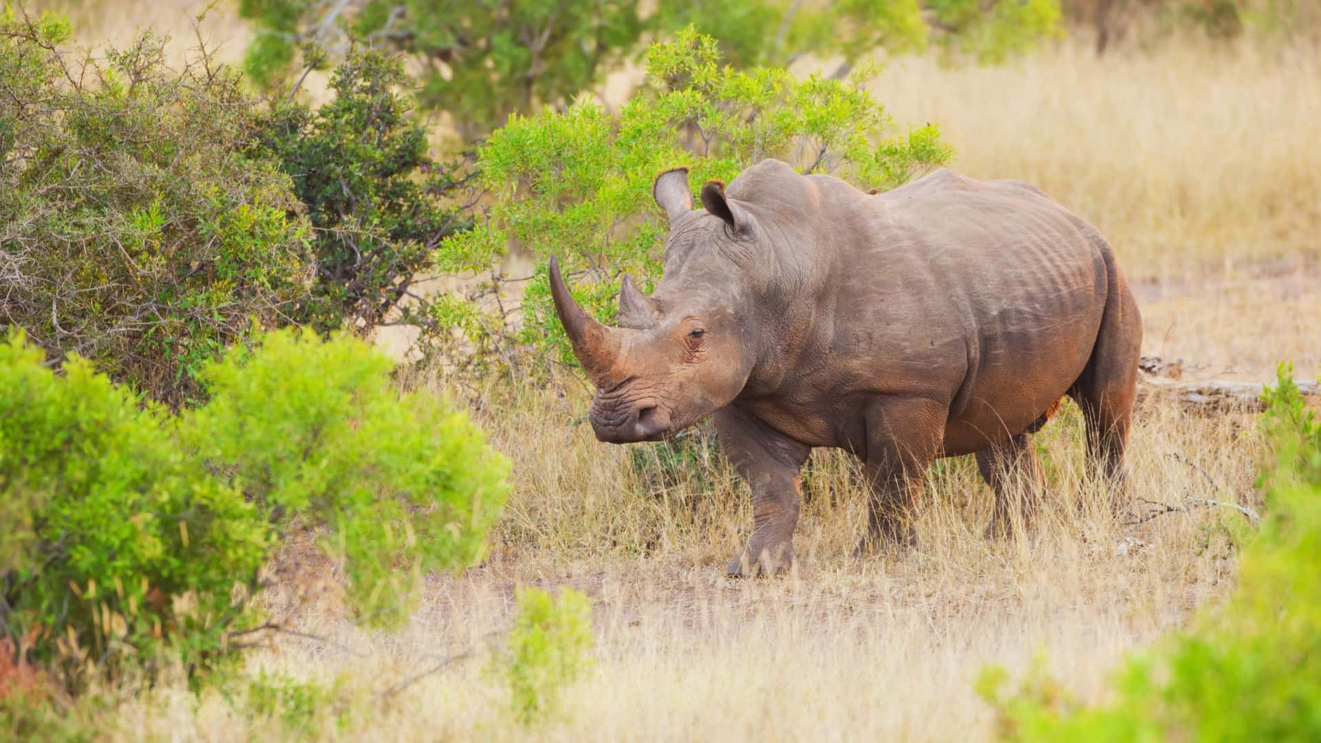 White Rhinoceros, natural habitat, savanna, Full HD Desktop Wallpaper