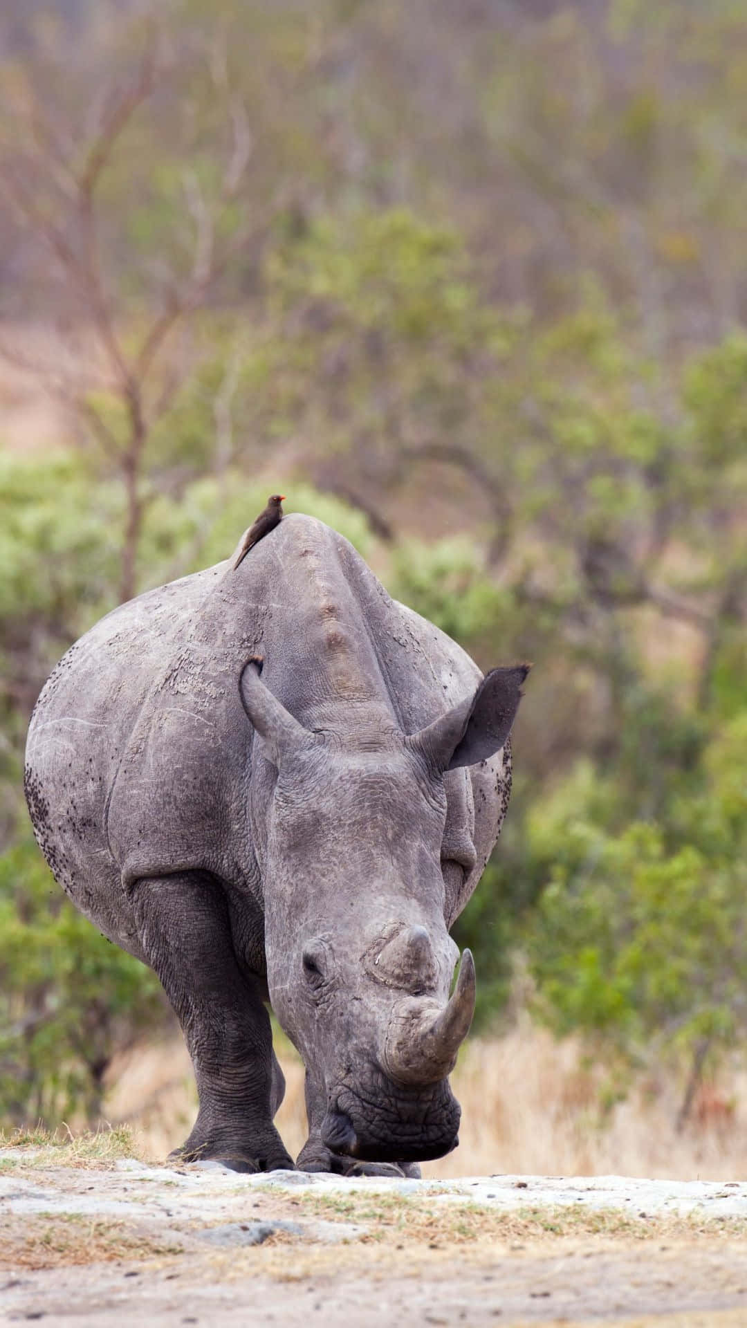 White Rhinoceros, natural habitat, dry savanna, Full HD Phone Wallpaper