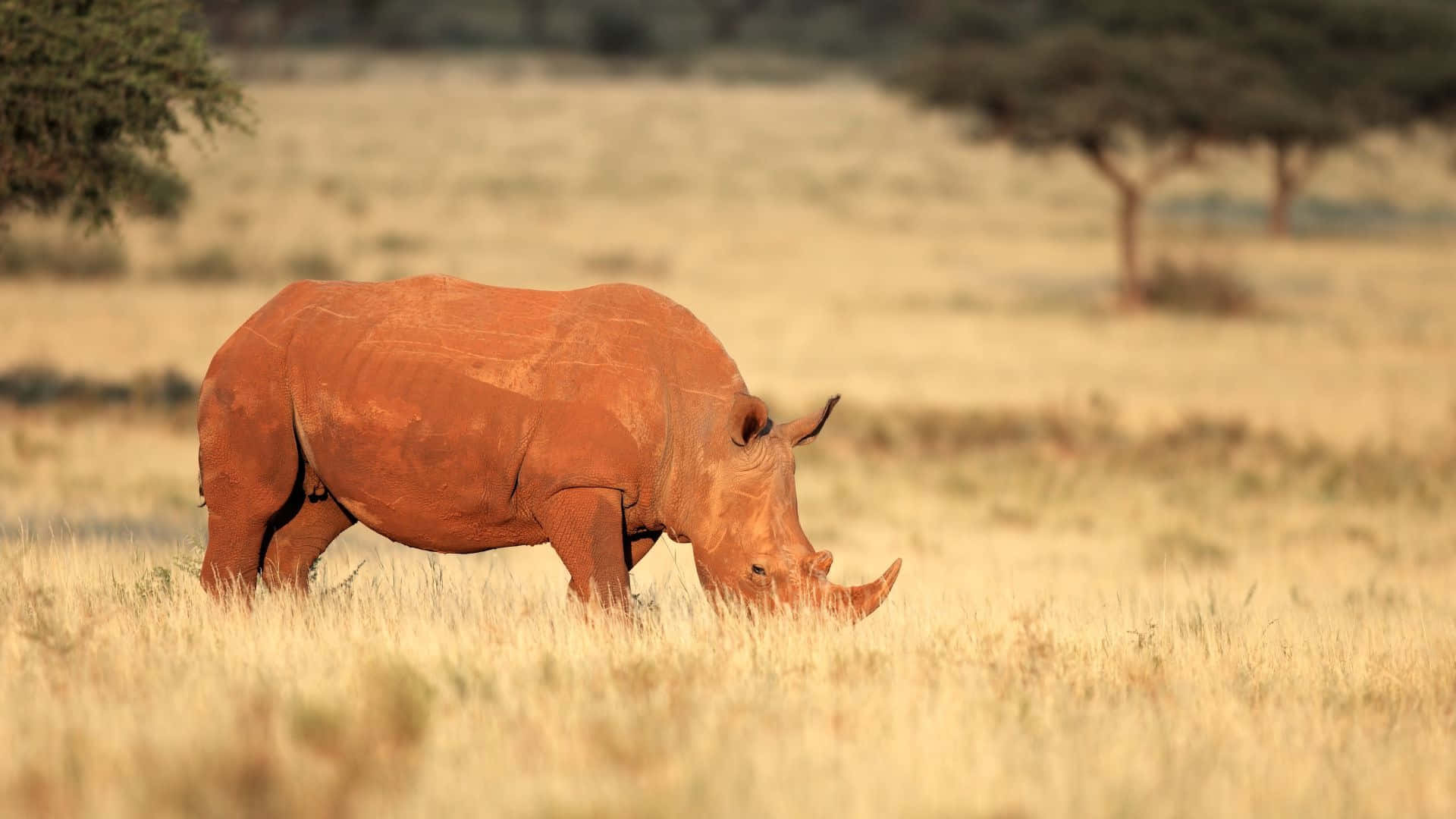 White Rhinoceros, savannah, golden savanna grass, Full HD Desktop Wallpaper
