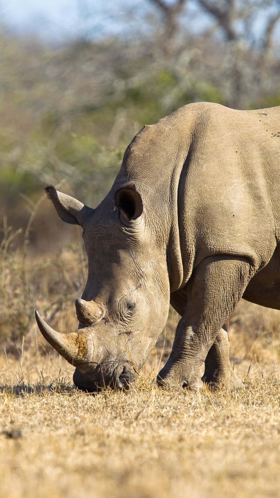 White Rhinoceros, savanna, dry grass, Full HD Phone Wallpaper