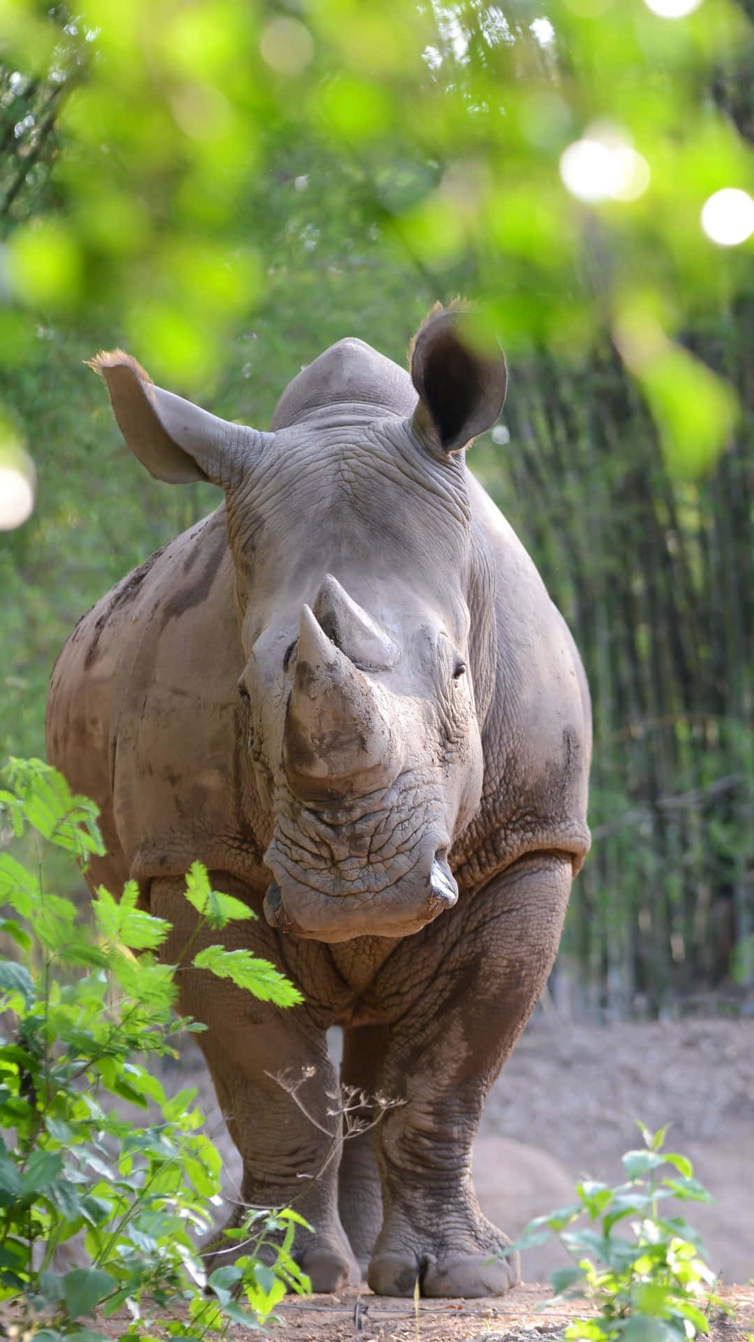 White Rhinoceros, forest, lush green forest, Full HD Phone Wallpaper