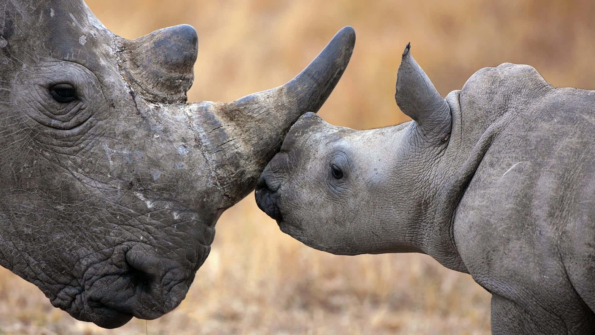White Rhinoceros, tender moment, close-up, Full HD Desktop Wallpaper