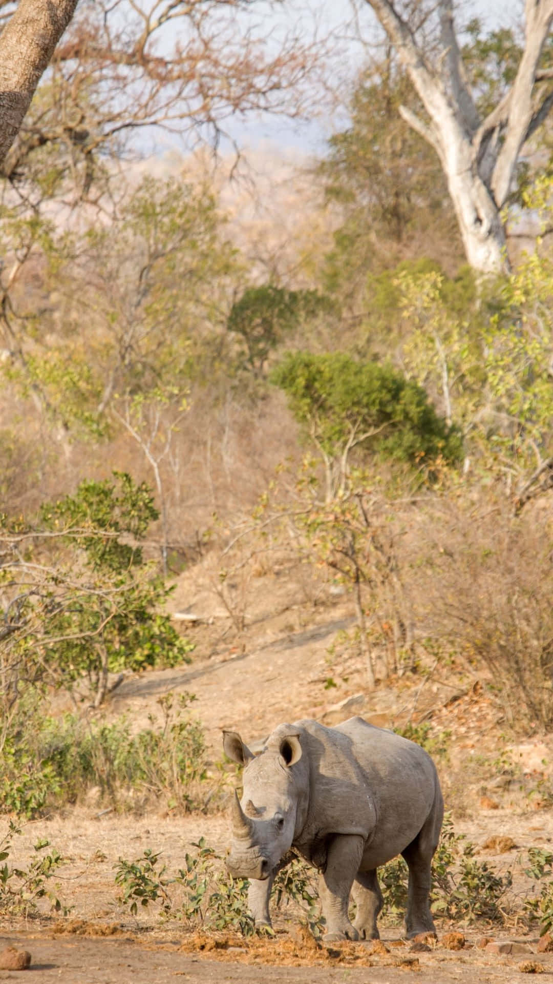 White Rhinoceros, natural habitat, dry savanna, Full HD Phone Wallpaper