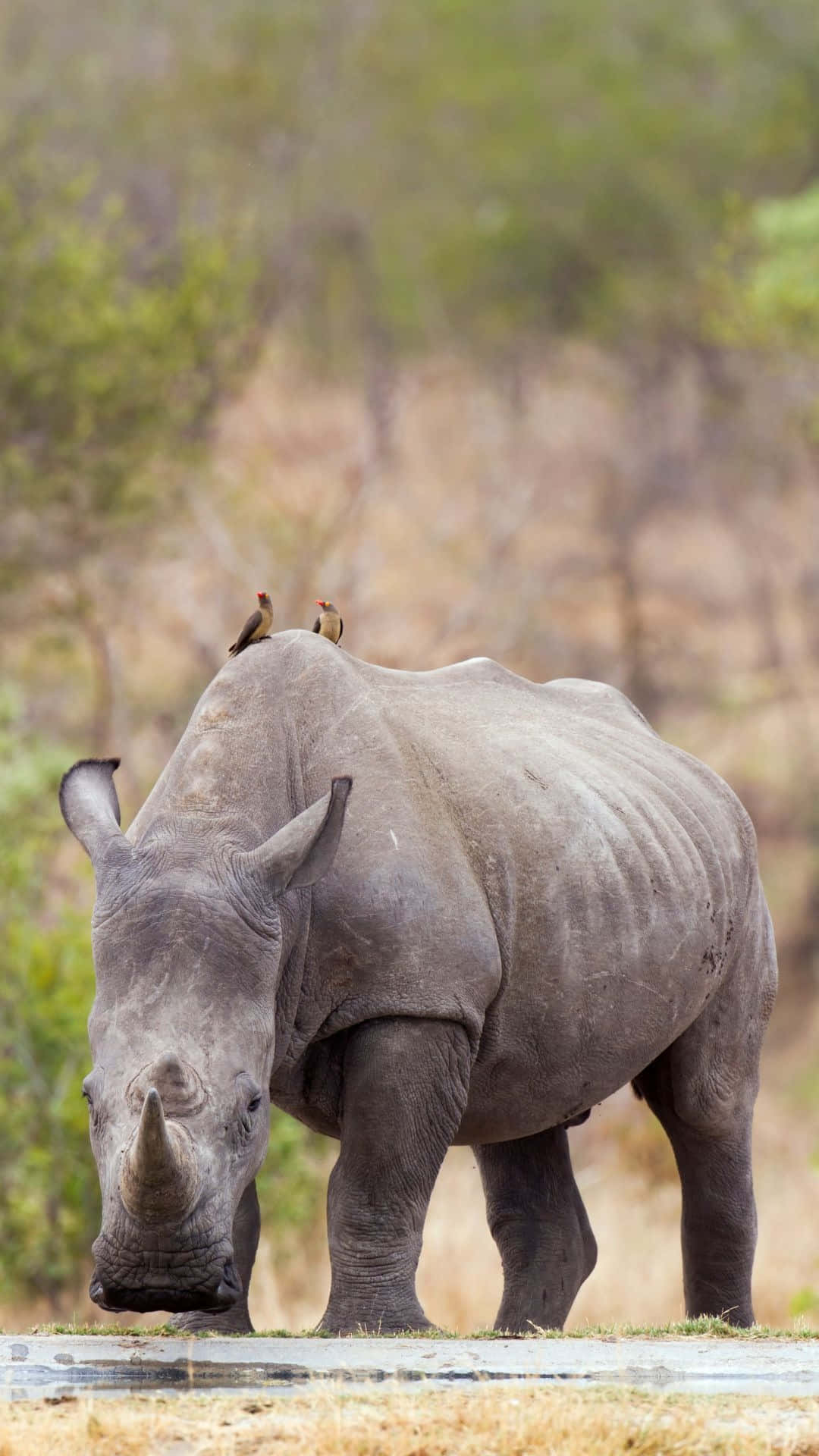 White Rhinoceros, oxpeckers, waterhole, Full HD Phone Wallpaper