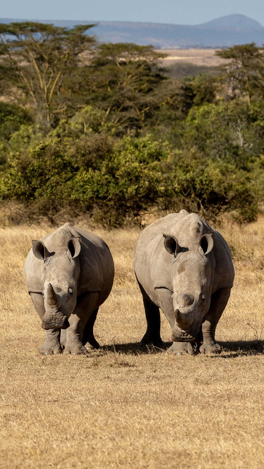 White Rhinoceros, savannah, dry grass, Full HD Phone Wallpaper
