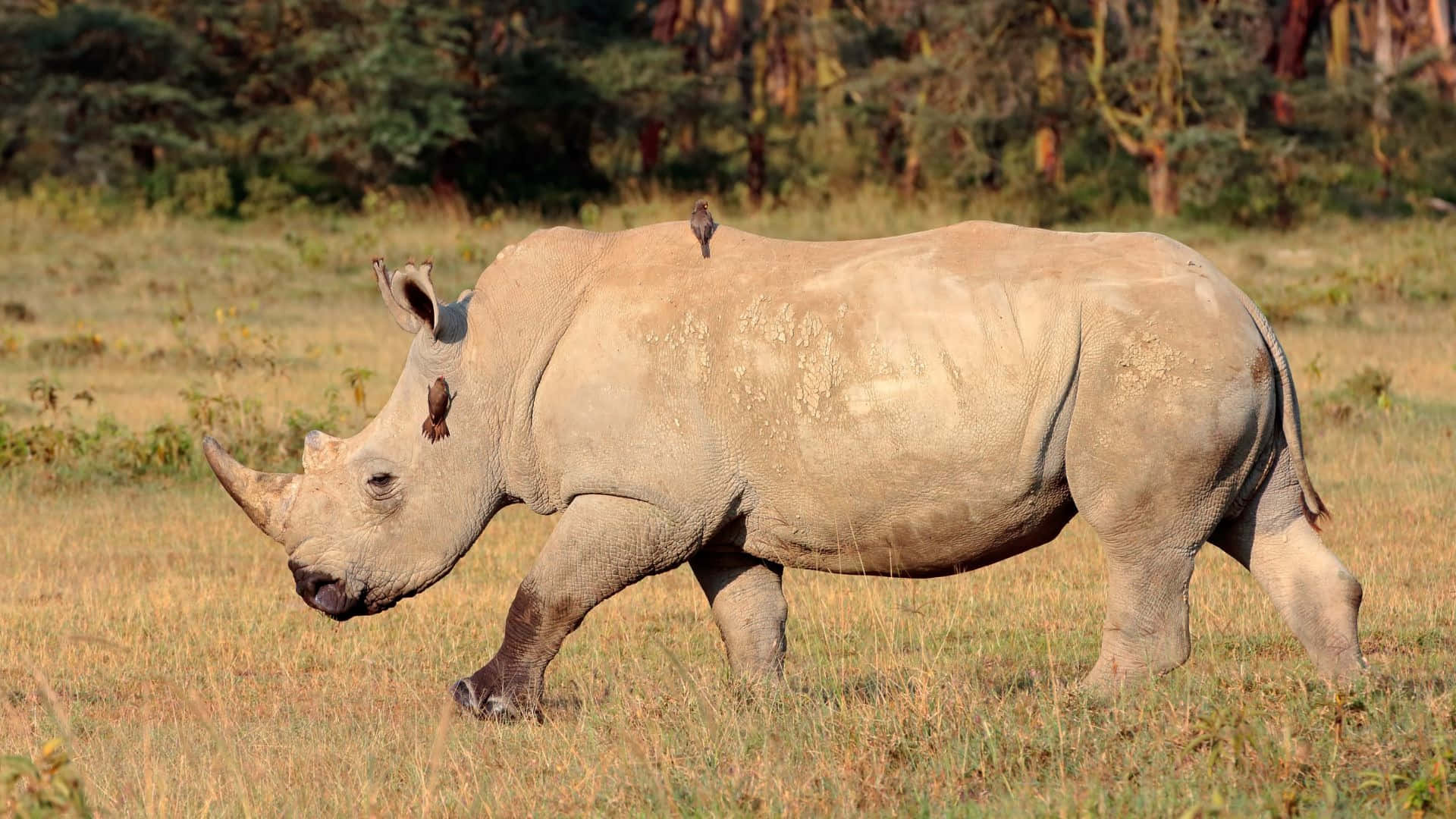 White Rhinoceros, birds, dry grass, Full HD Desktop Wallpaper