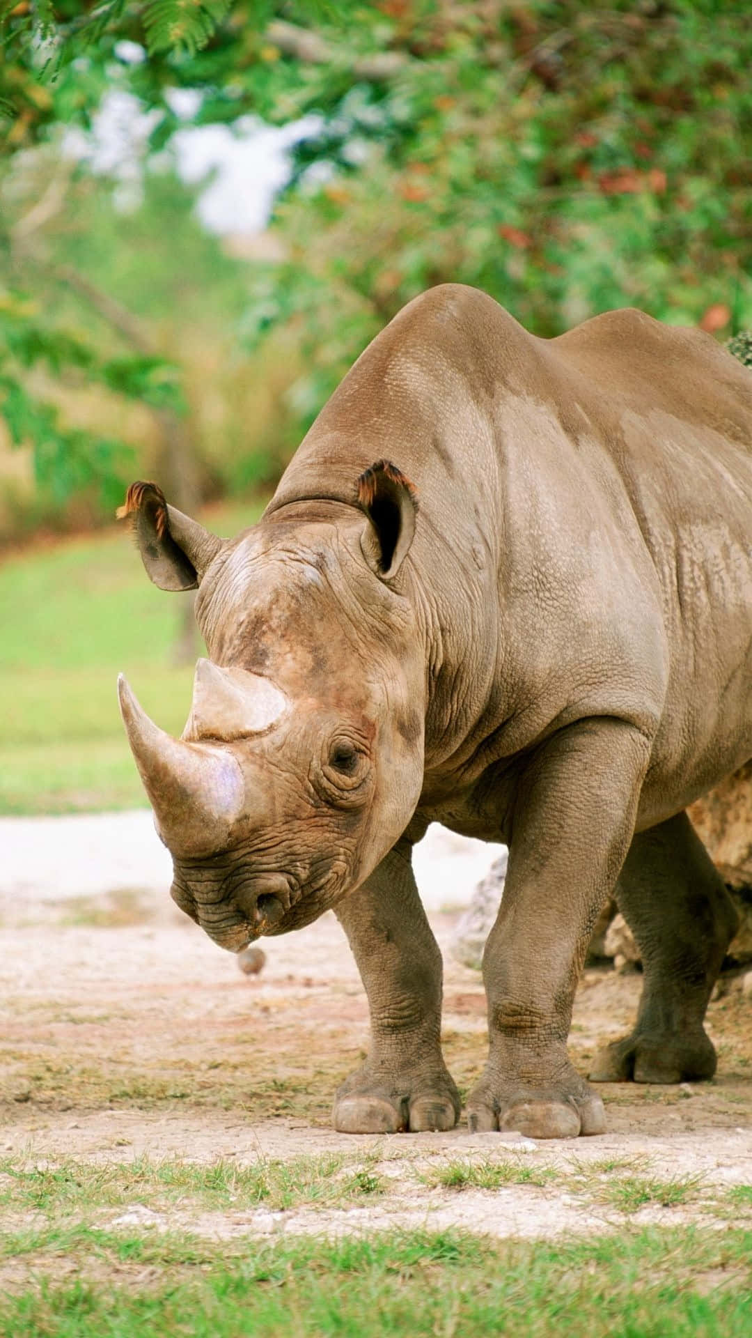 White Rhinoceros, grassy clearing, lush green trees, Full HD Phone Wallpaper