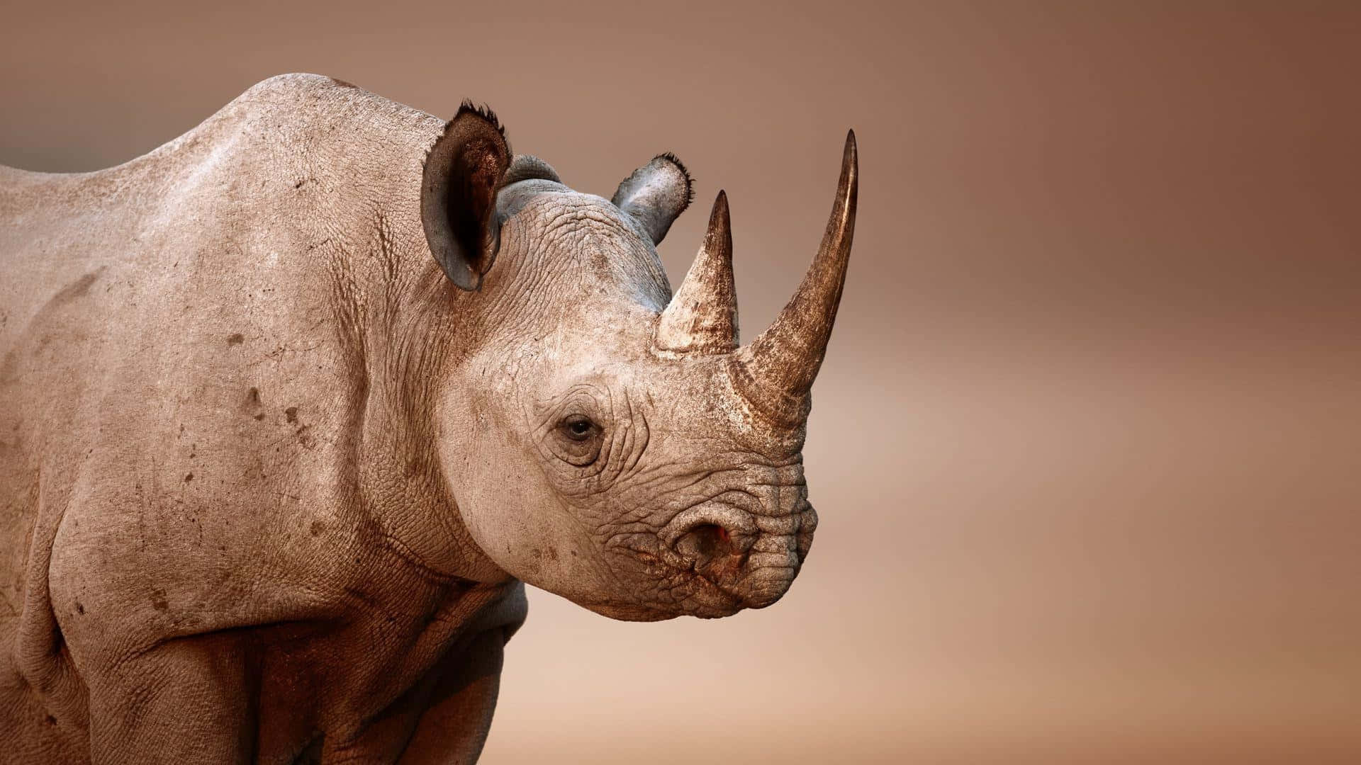 White Rhinoceros, sunset, textured gray skin, Full HD Desktop Wallpaper