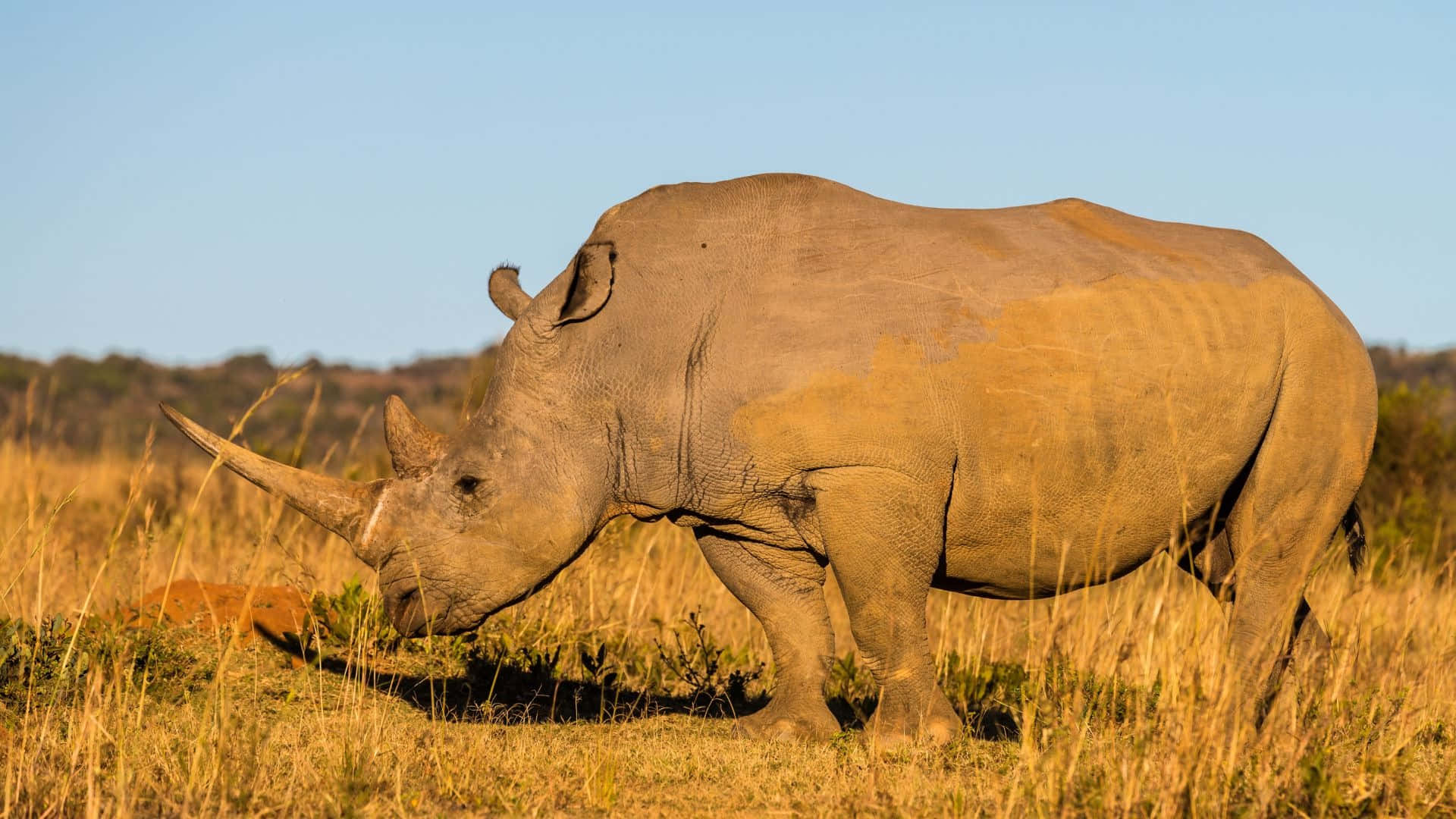 White Rhinoceros, savannah, golden grass, Full HD Desktop Wallpaper