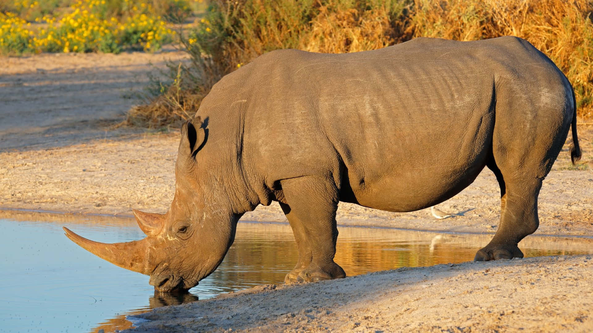 White Rhinoceros, sunset, shallow pool, Full HD Desktop Wallpaper