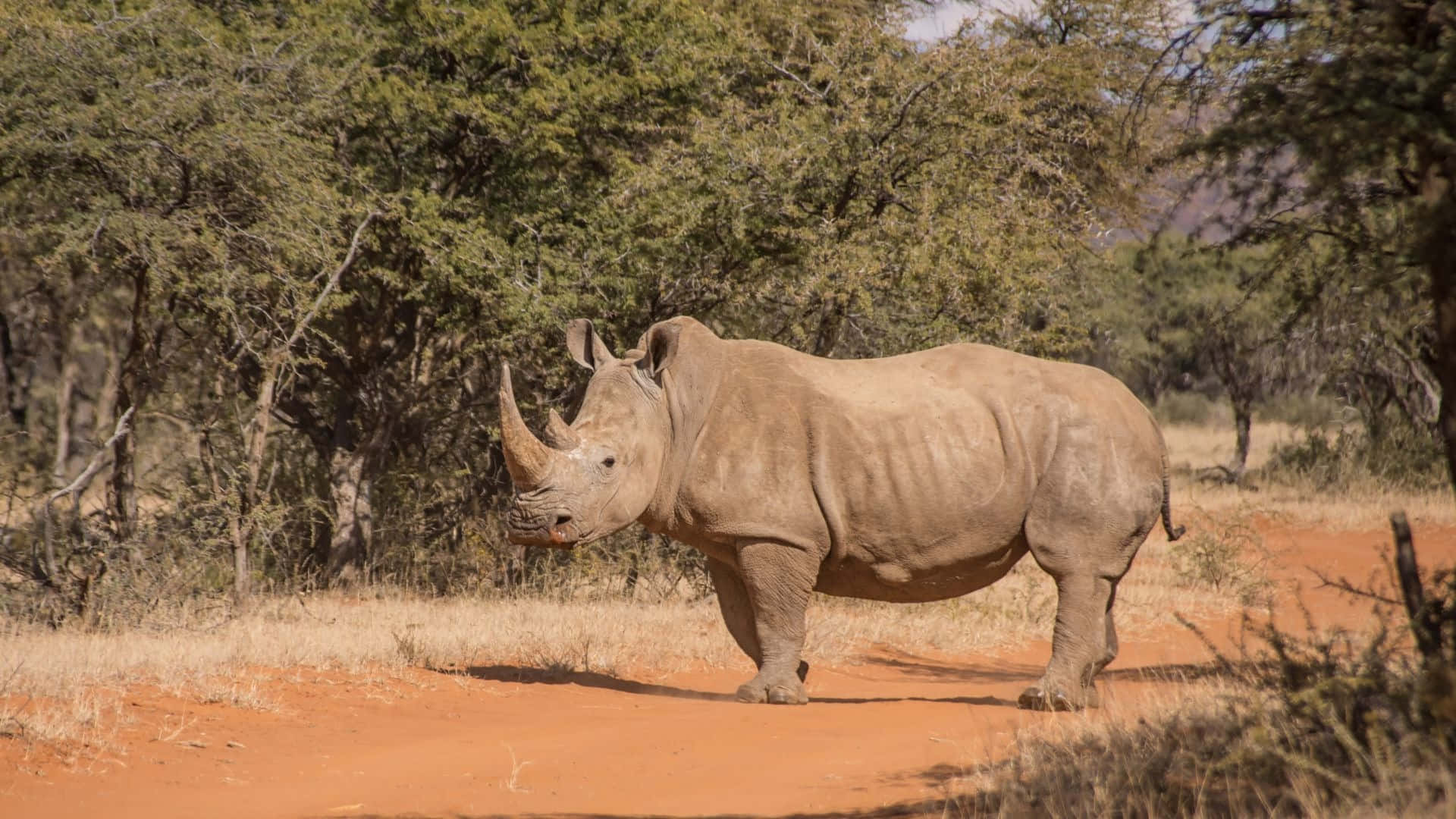 White Rhinoceros, red dirt path, green acacia trees, Full HD Desktop Wallpaper
